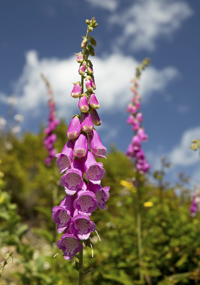 digitalis purpurea