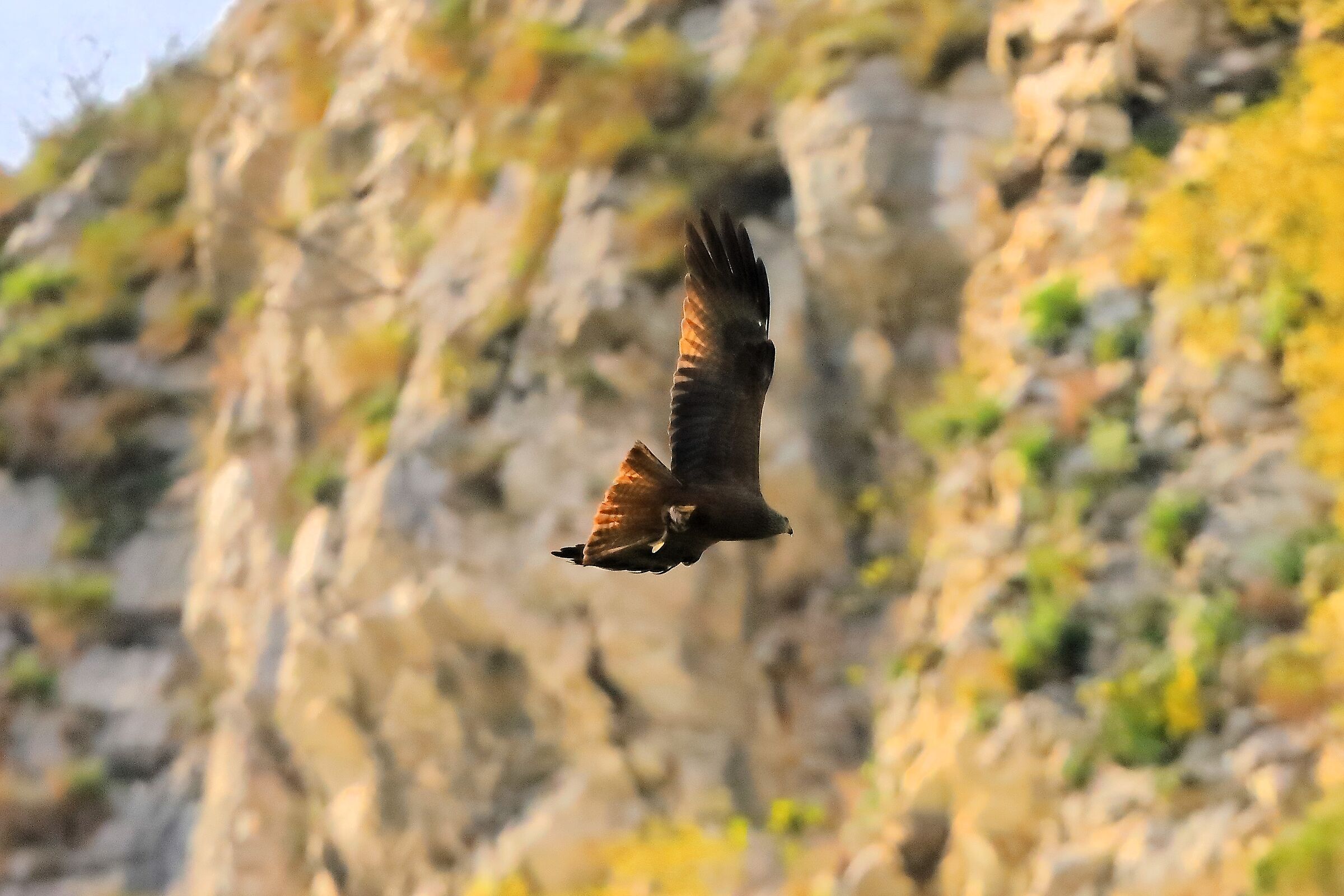 Nibbio bruno 04 aprile 2024 - 0027