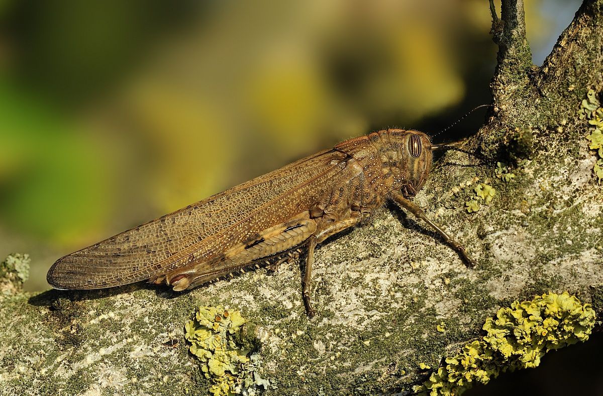 ronf..zzz..ronf..zzz