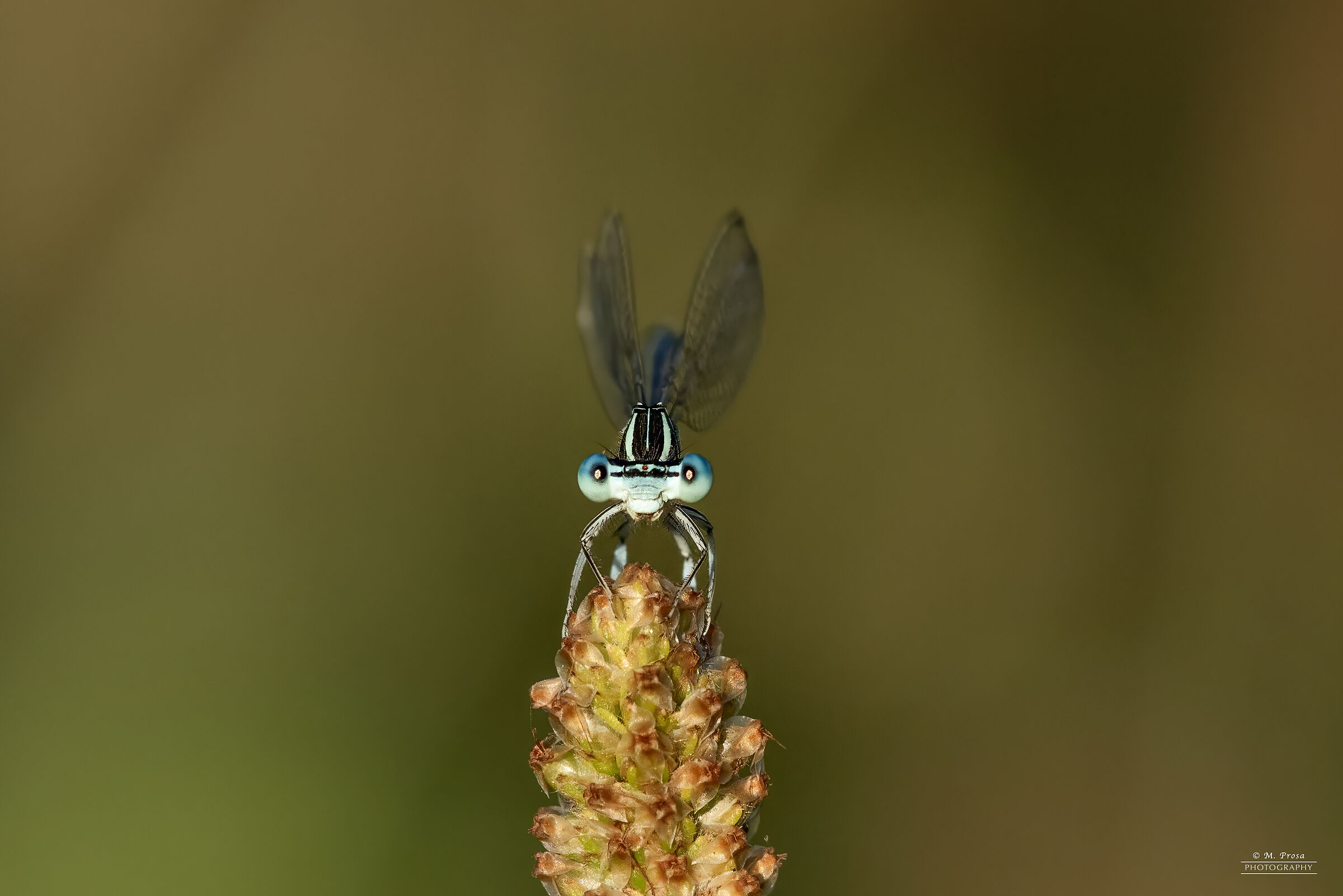 Look at those beautiful blue eyes