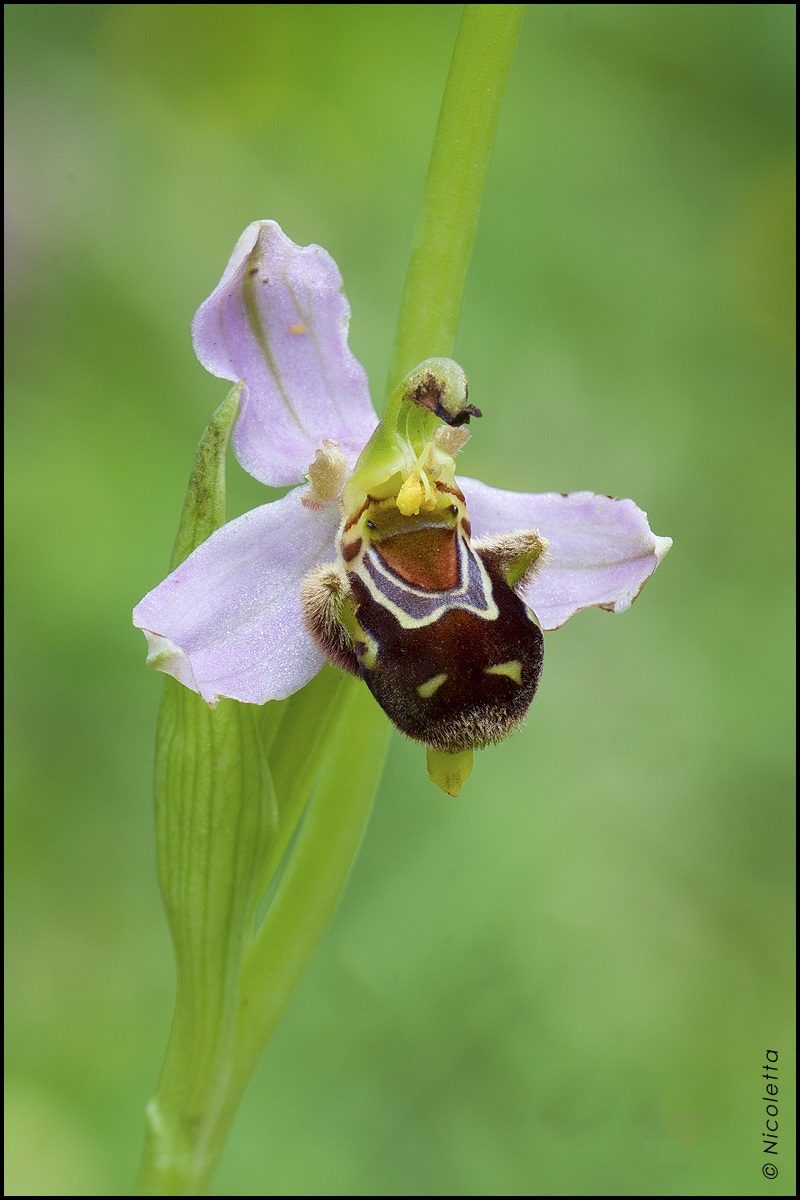Vi regalo un sorriso......