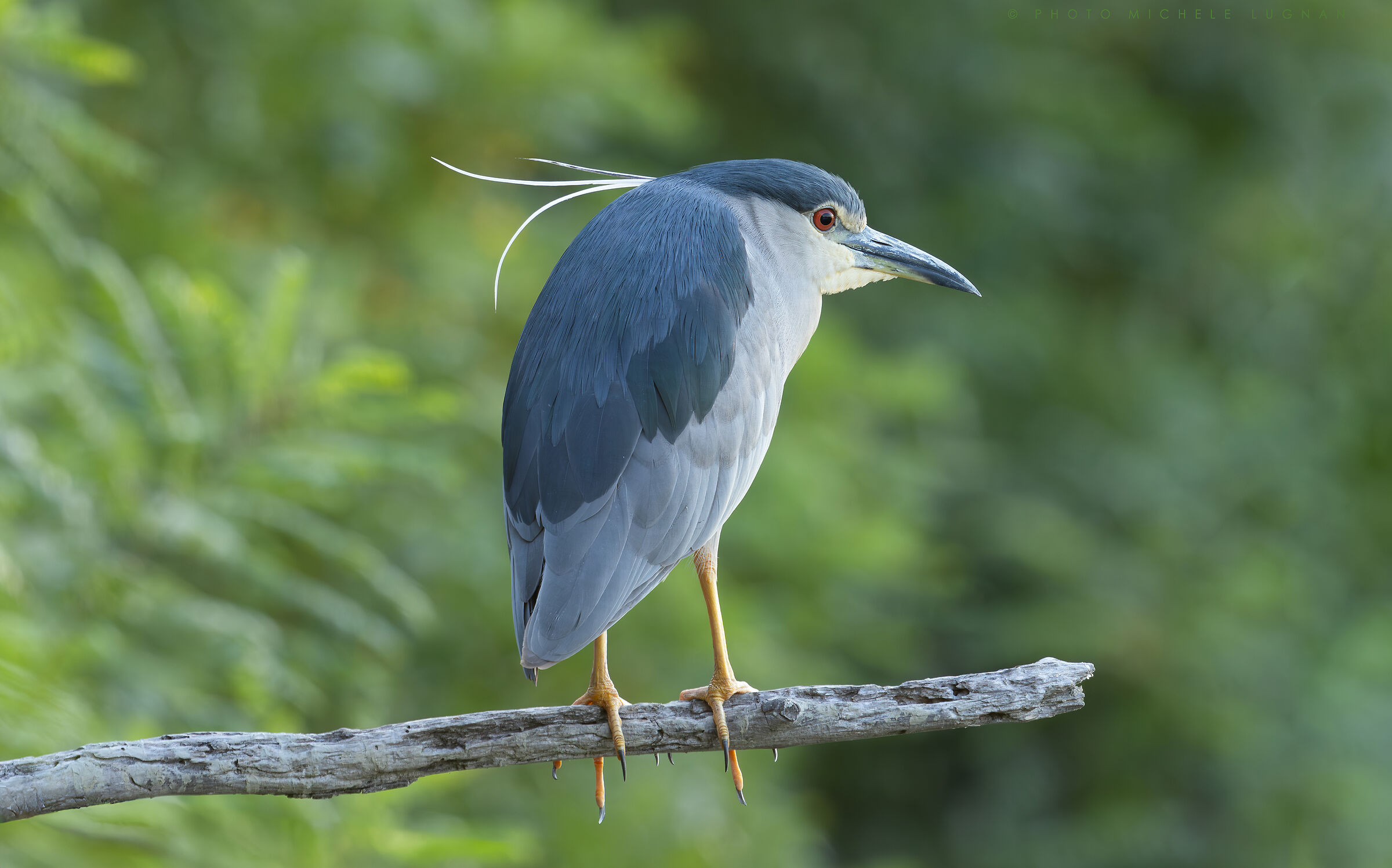Nycticorax nycticorax