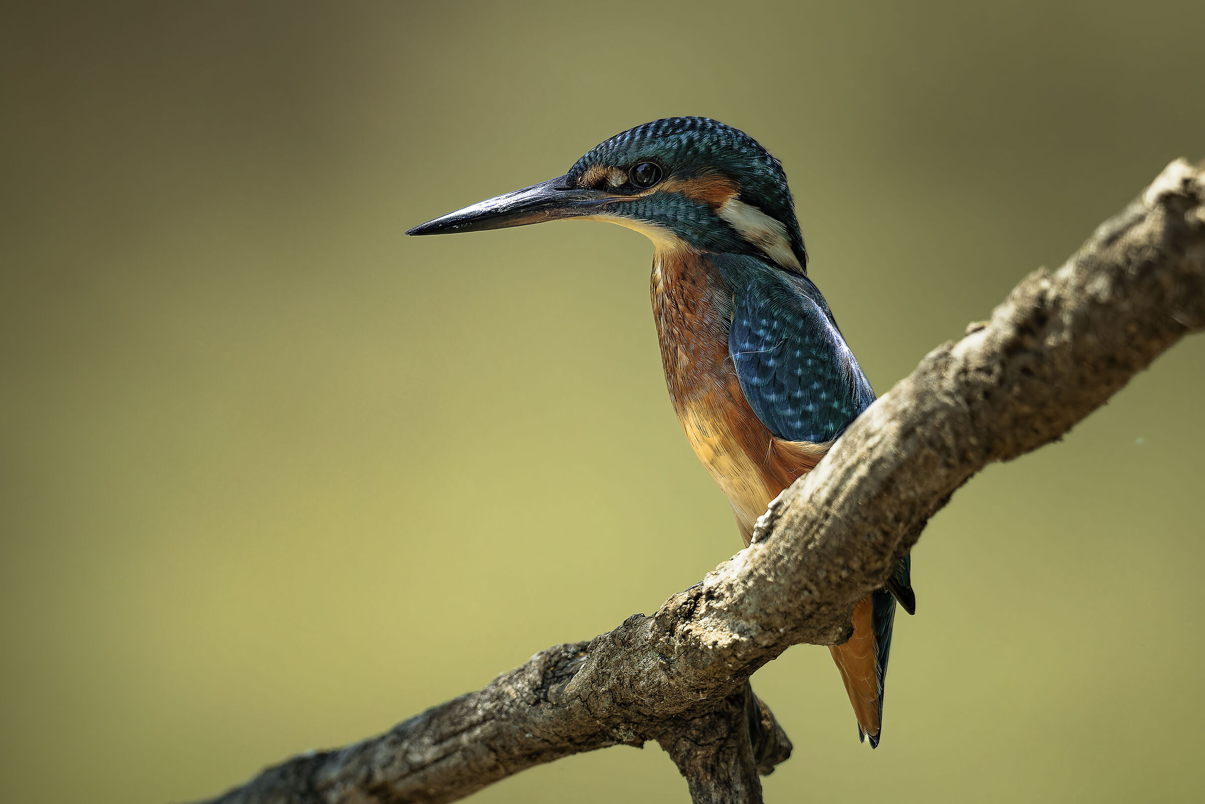 Kingfisher