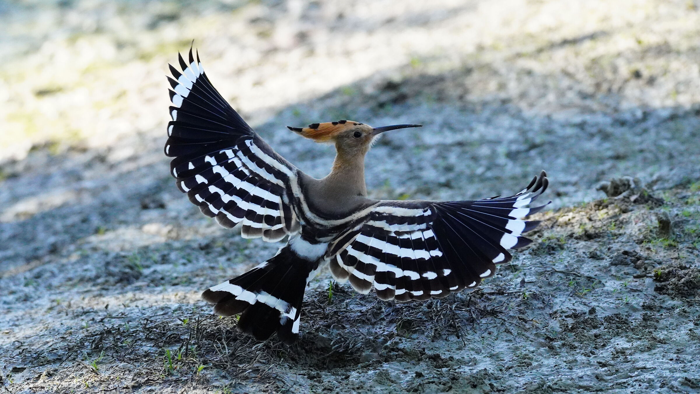 Hoopoe