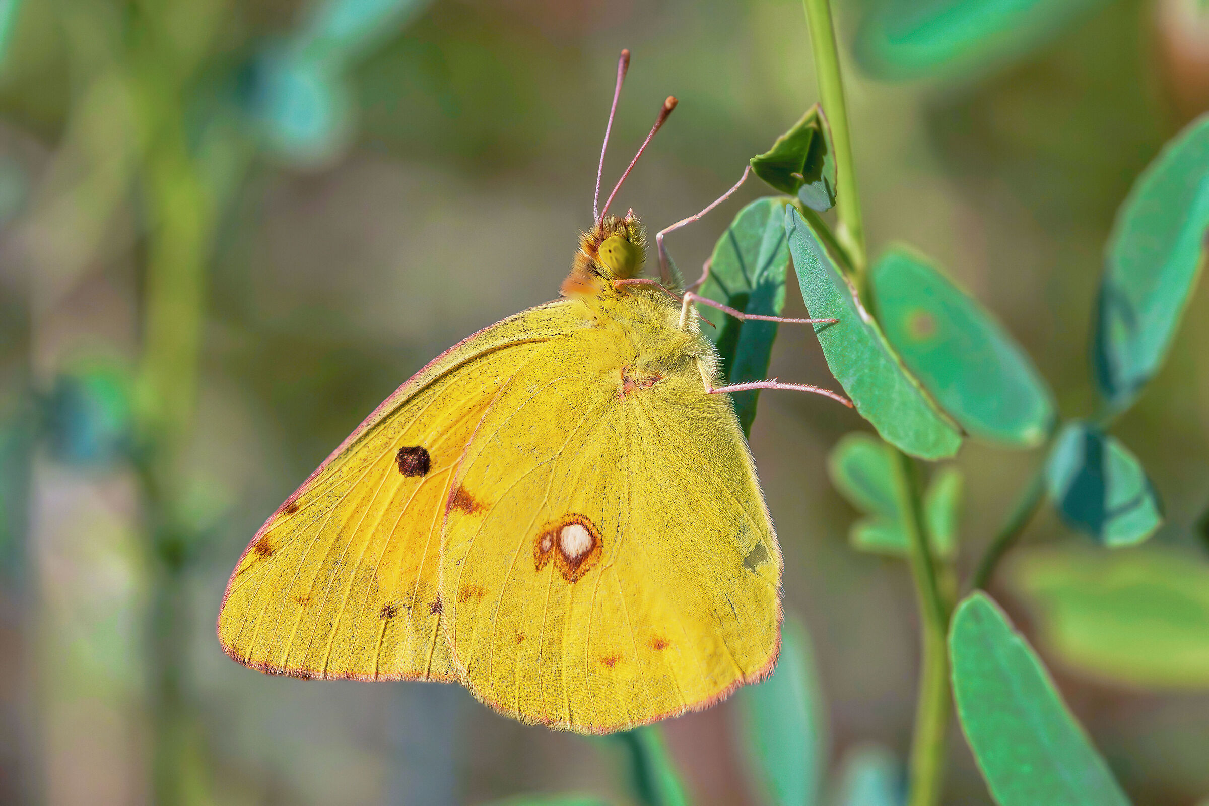 Colias sp. z o.o.