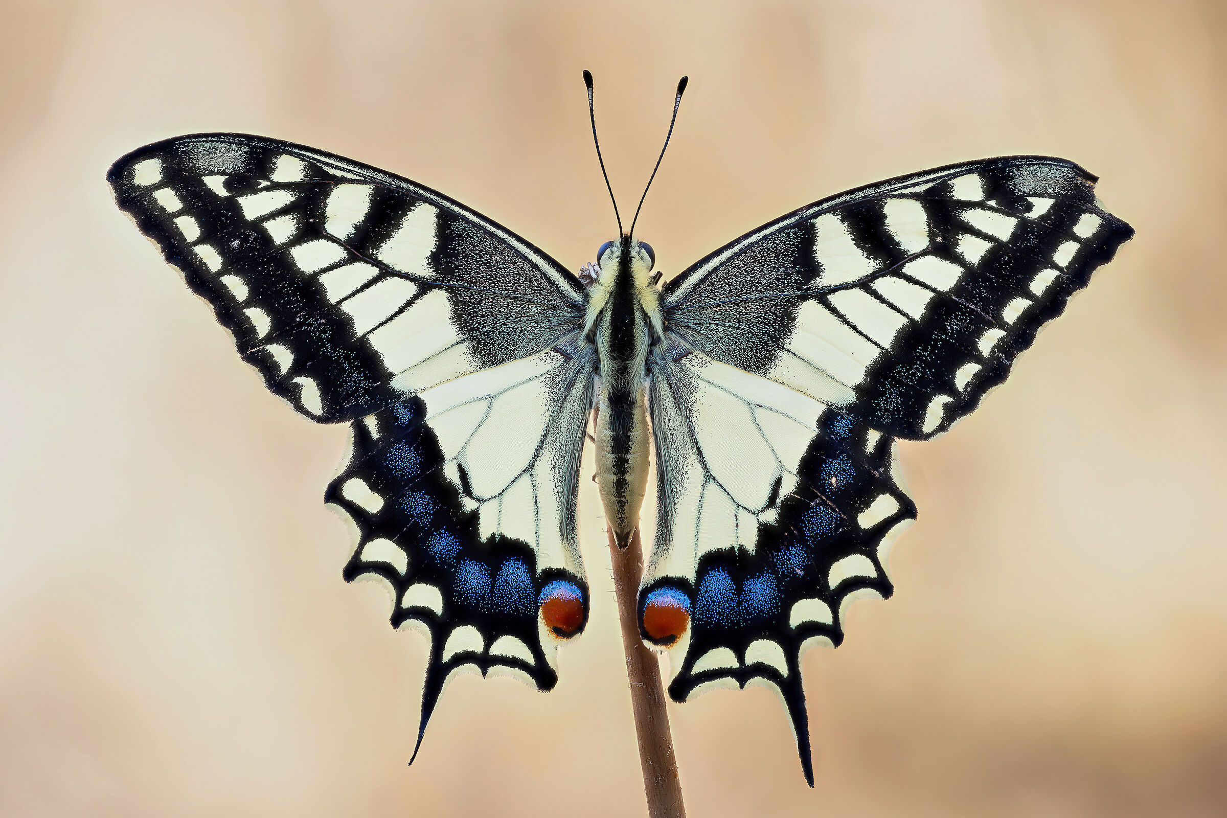 Papilio machaon