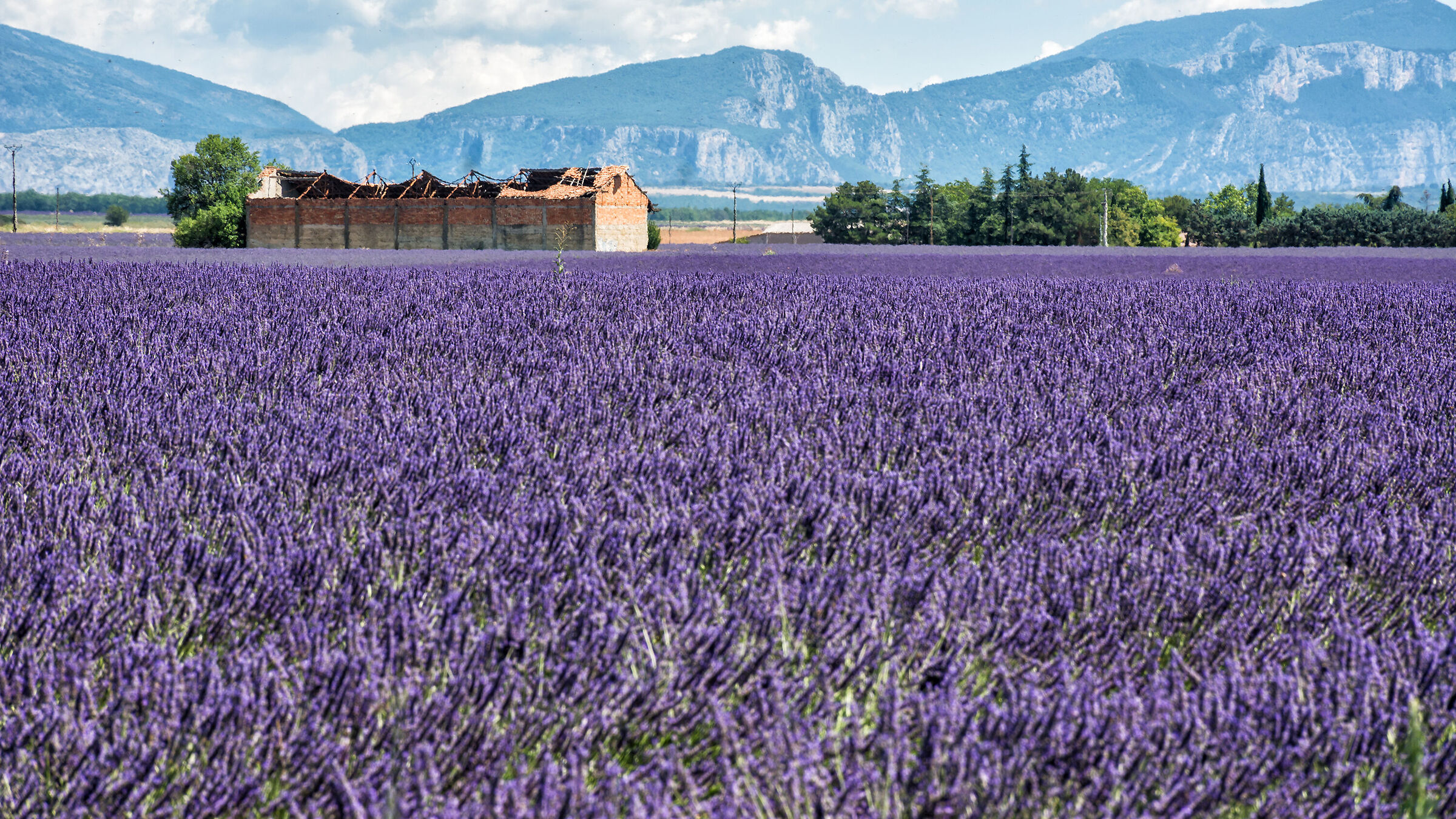 Immerso nella lavanda