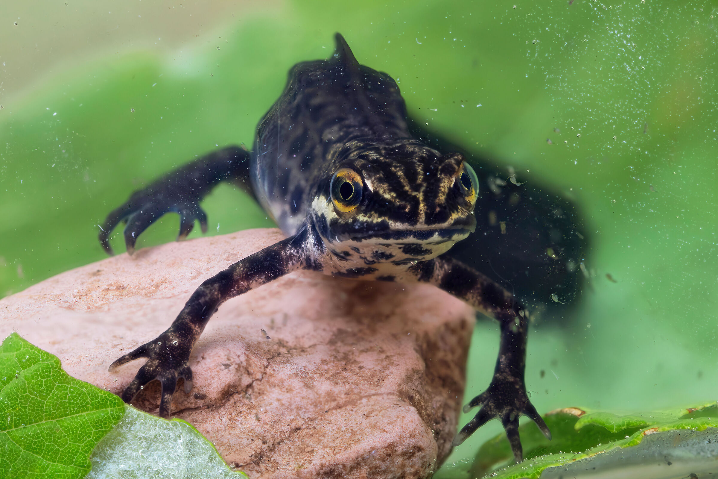 Spotted newt (Lissotriton vulgaris)
