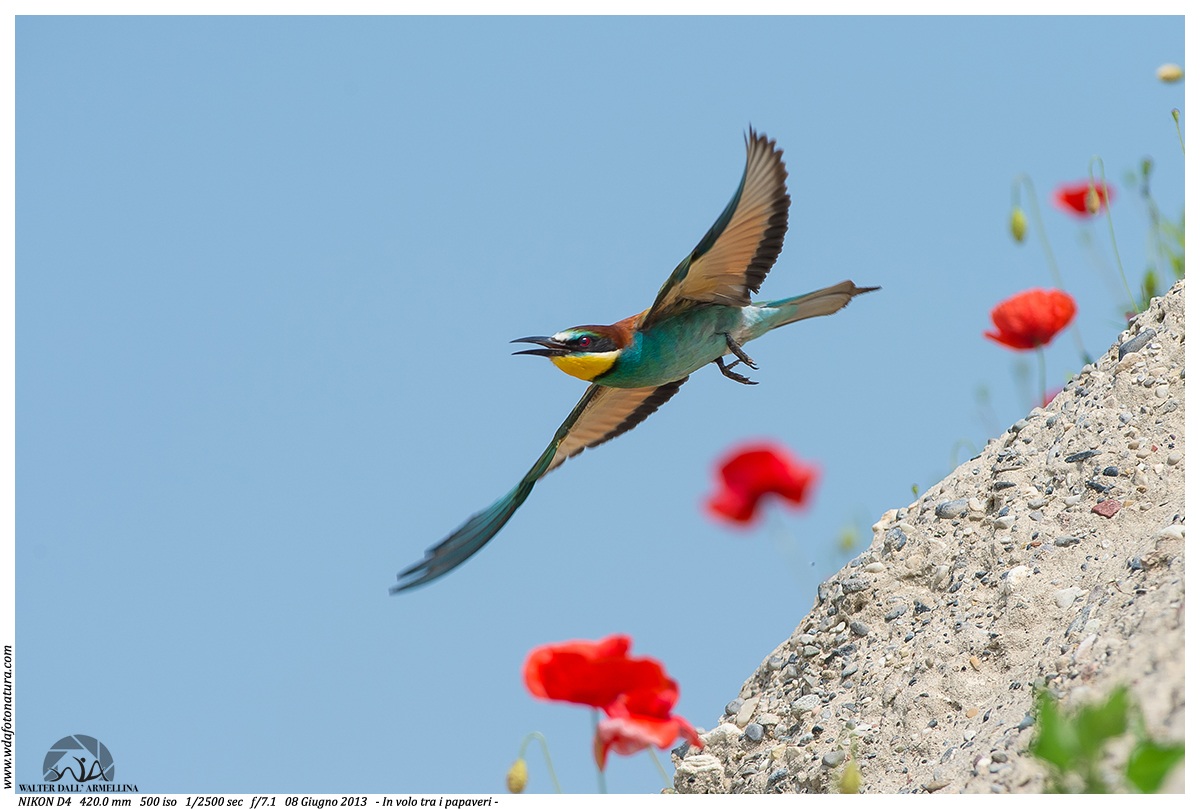 In volo tra i papaveri