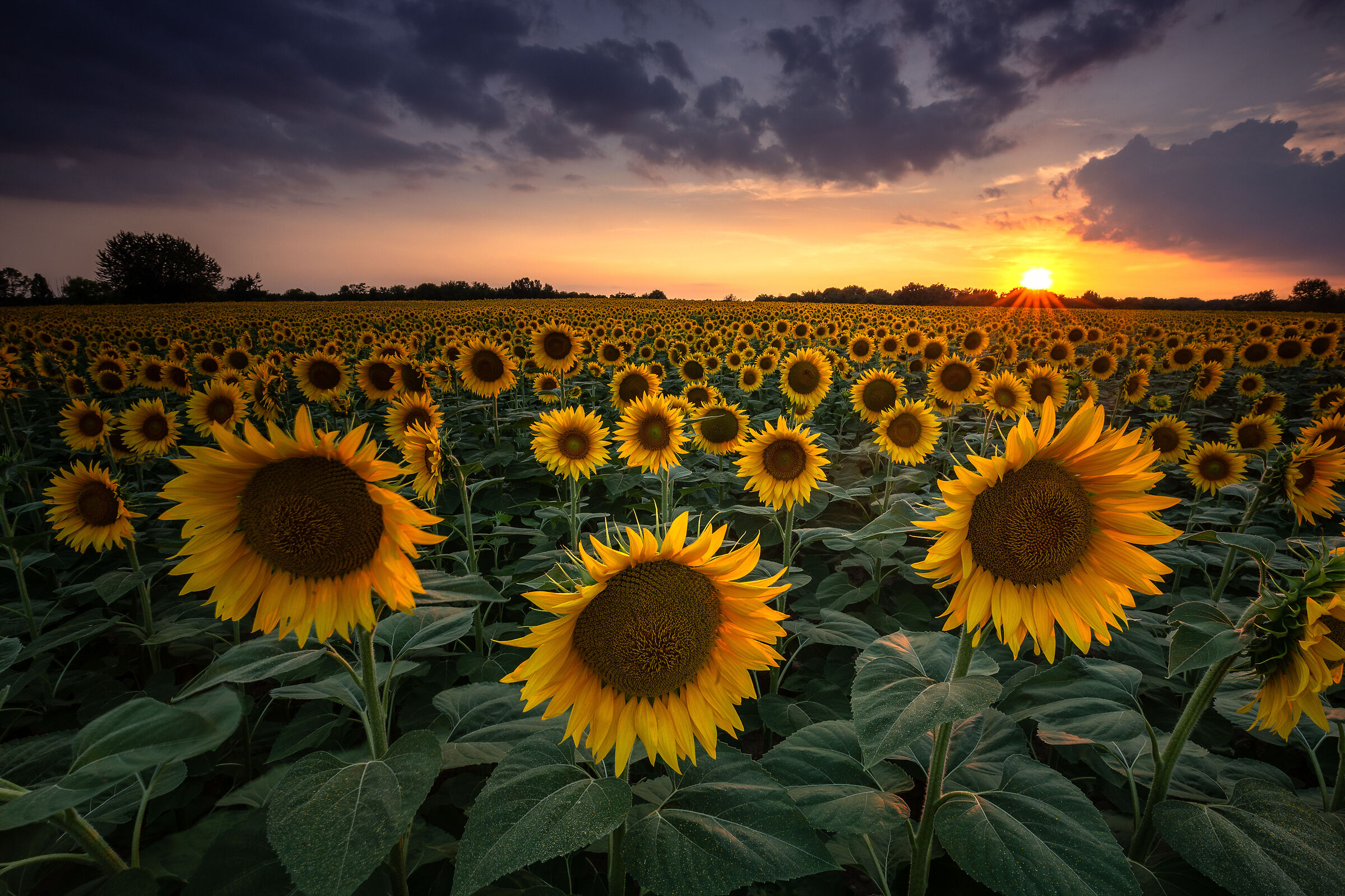 Field of sunflowers