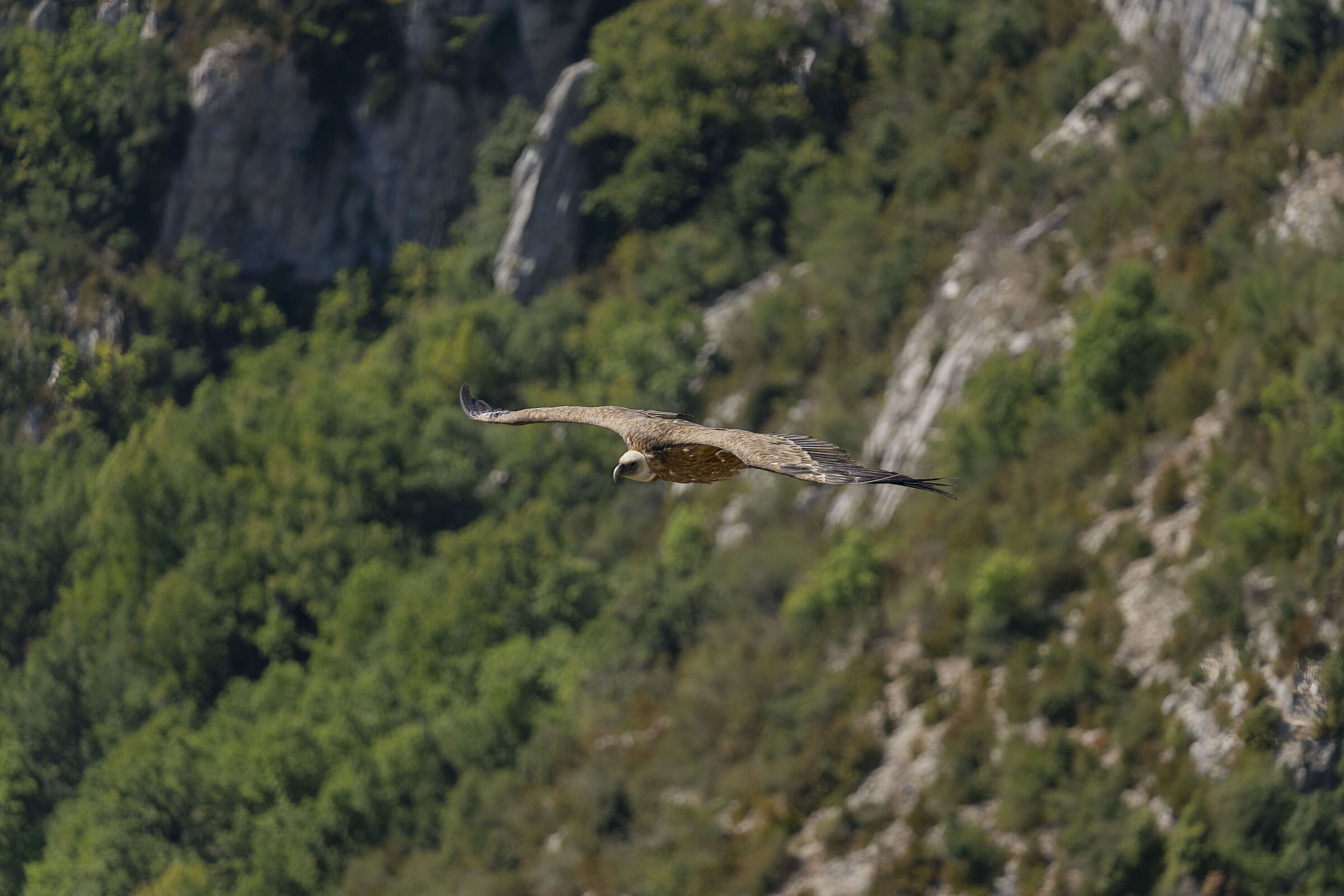 Verdon vulture