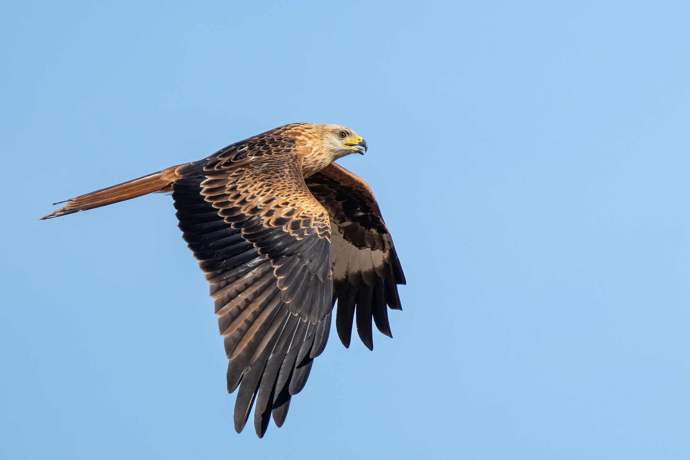 Red Kite (Milvus milvus)