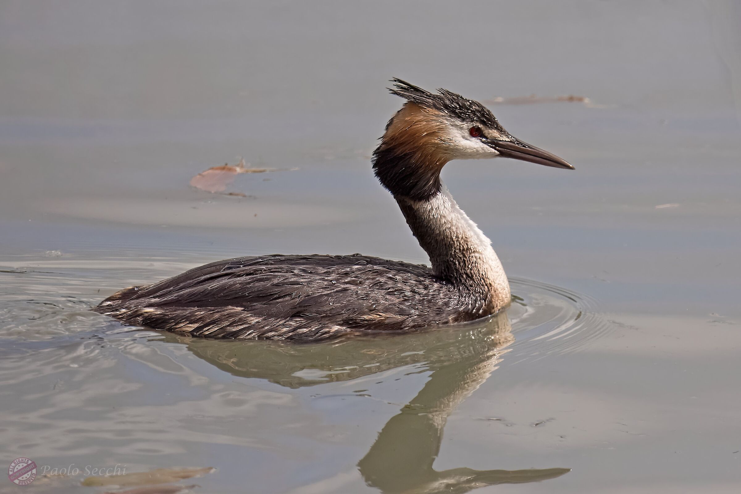 Great crested grebe