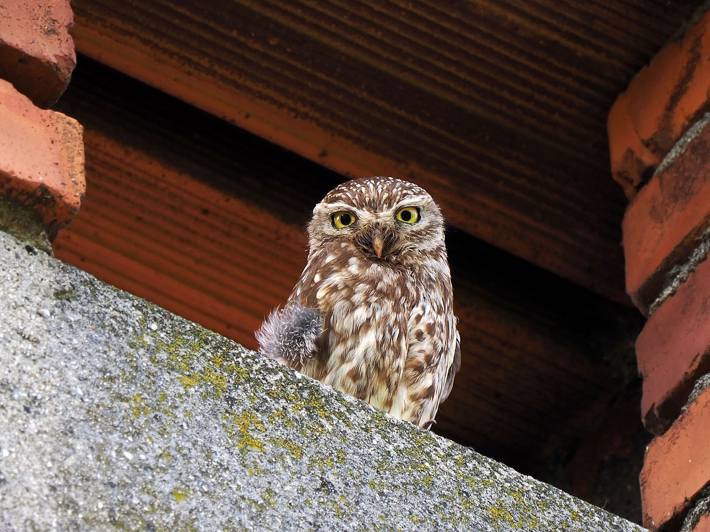 Owl in the fireplace