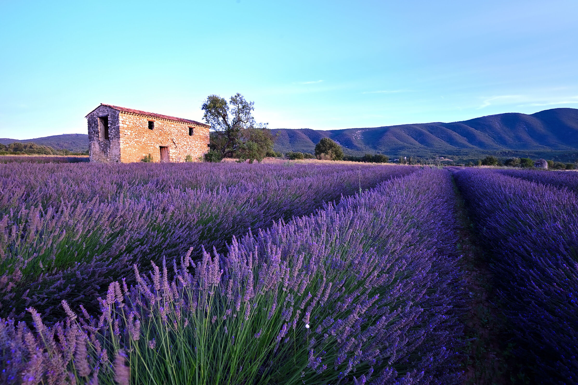 field of lavender