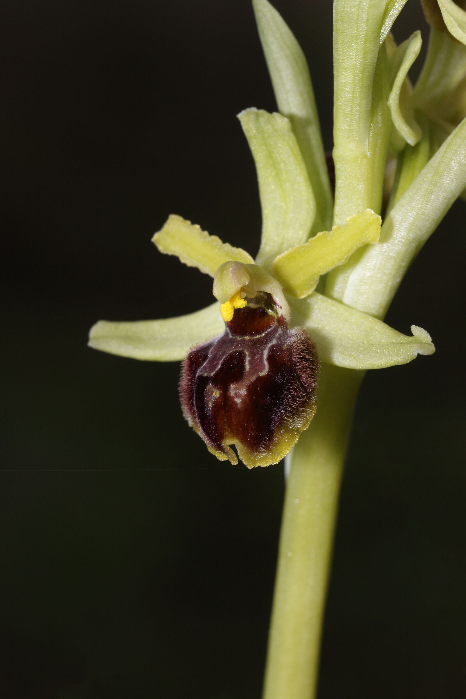 Ophrys 4