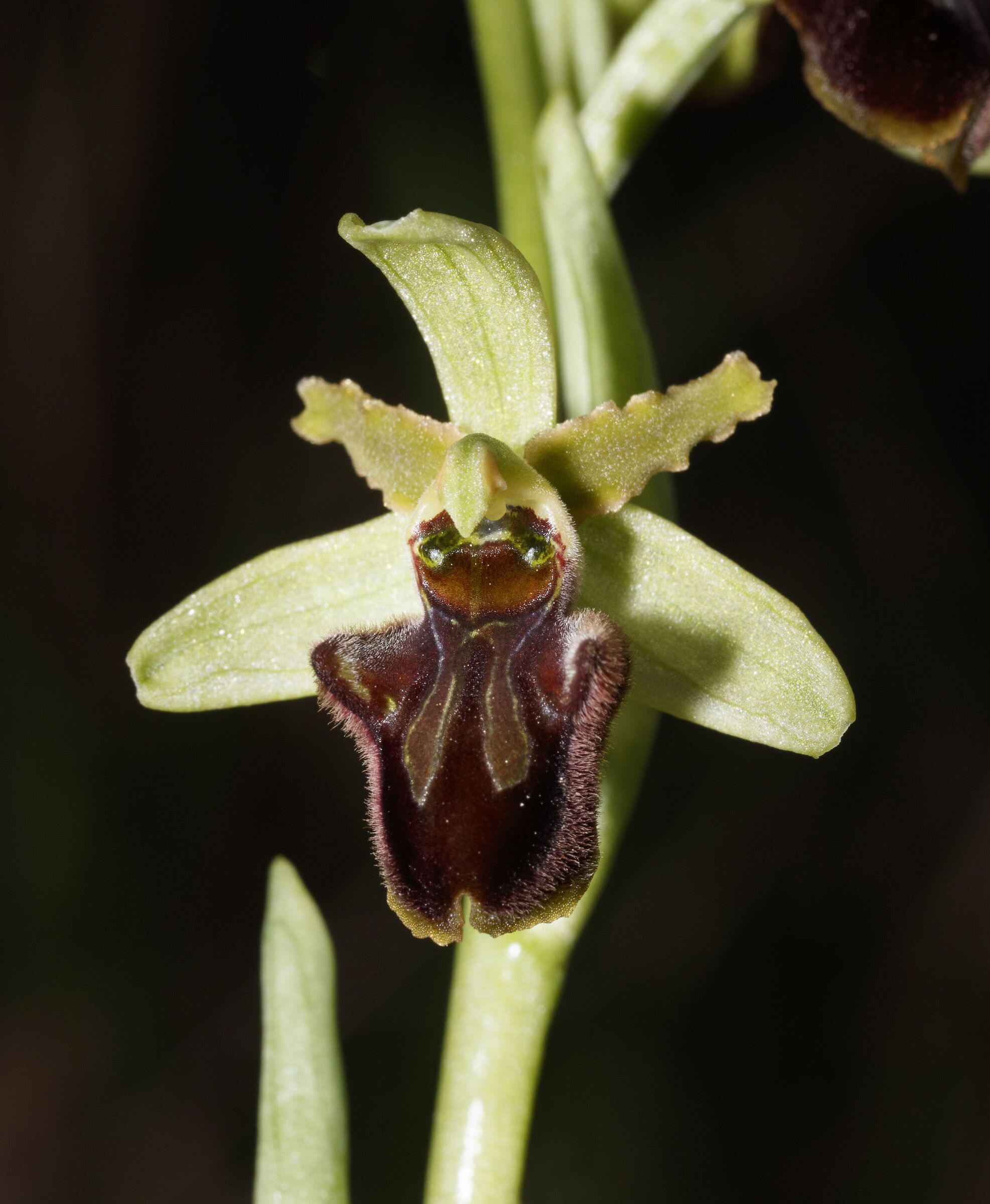 Ophrys 5