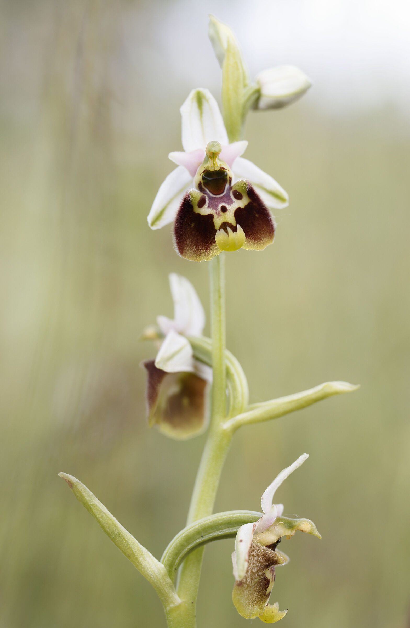 Ophrys 6