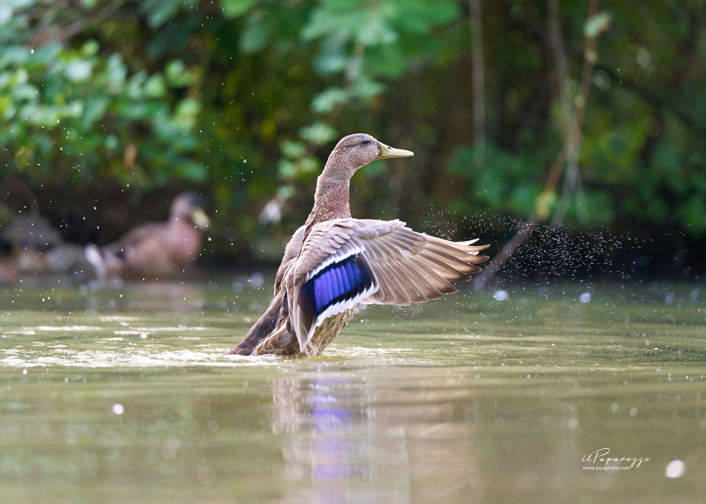 Germano Reale Femmina