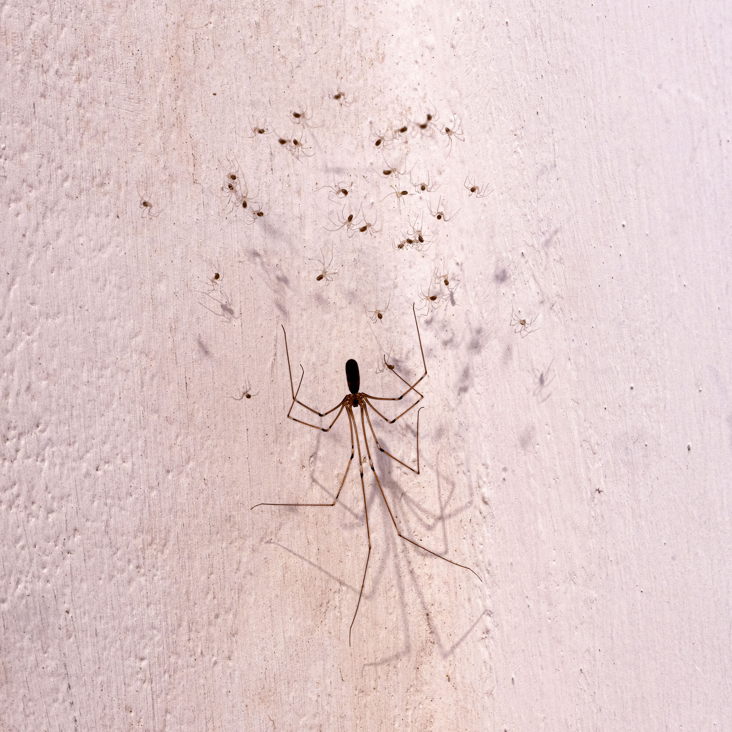 Mamma ragno e i suoi cuccioli