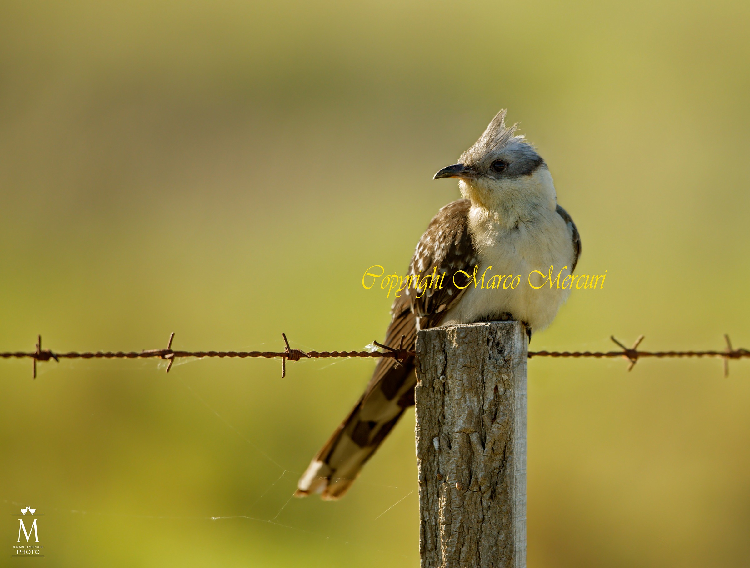 Spotted Cuckoo