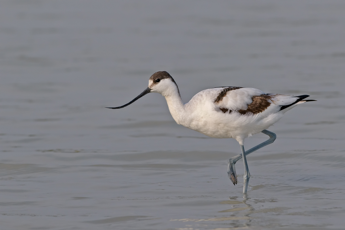 Avocet (Recurvirostra avosetta)