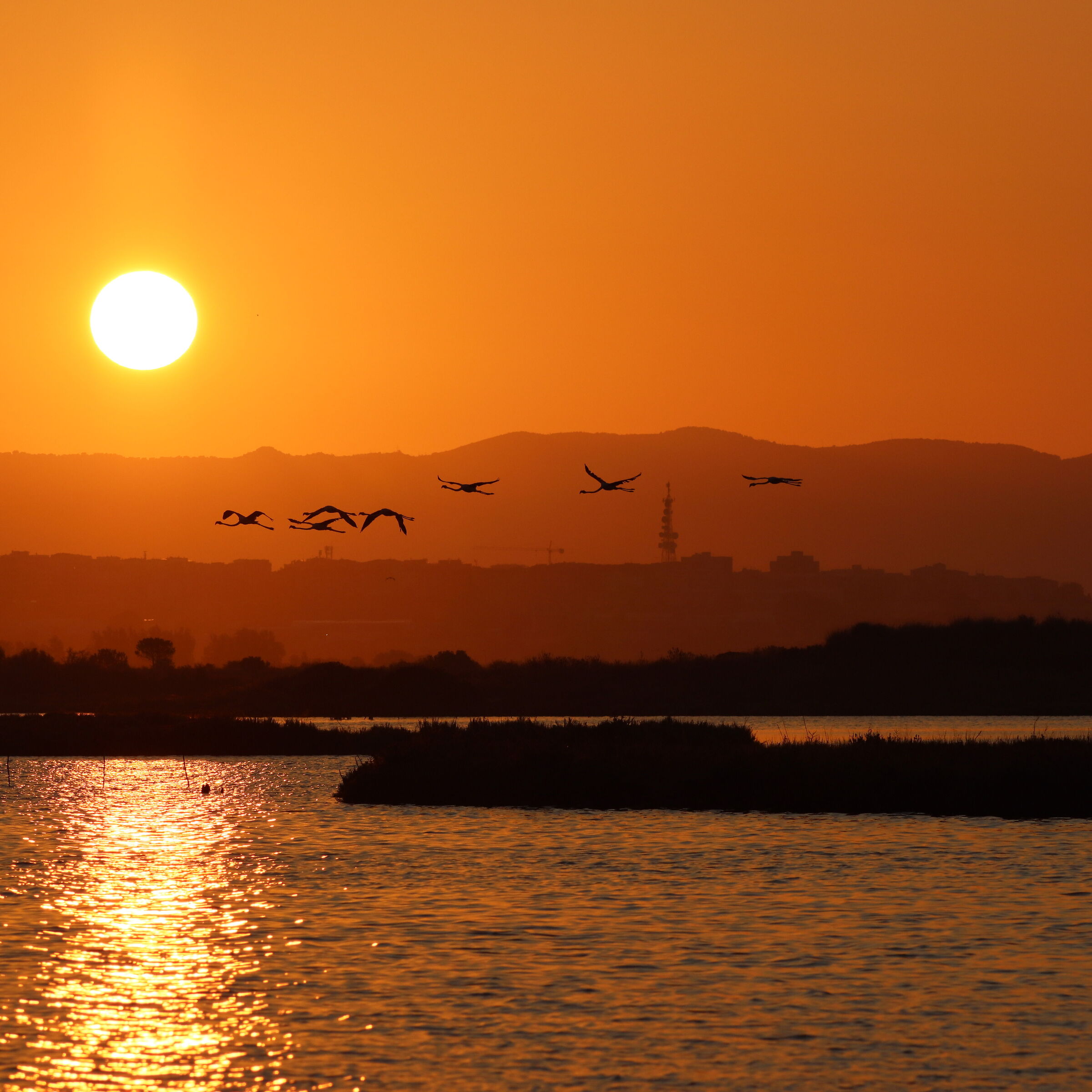 fenicotteri aal alba