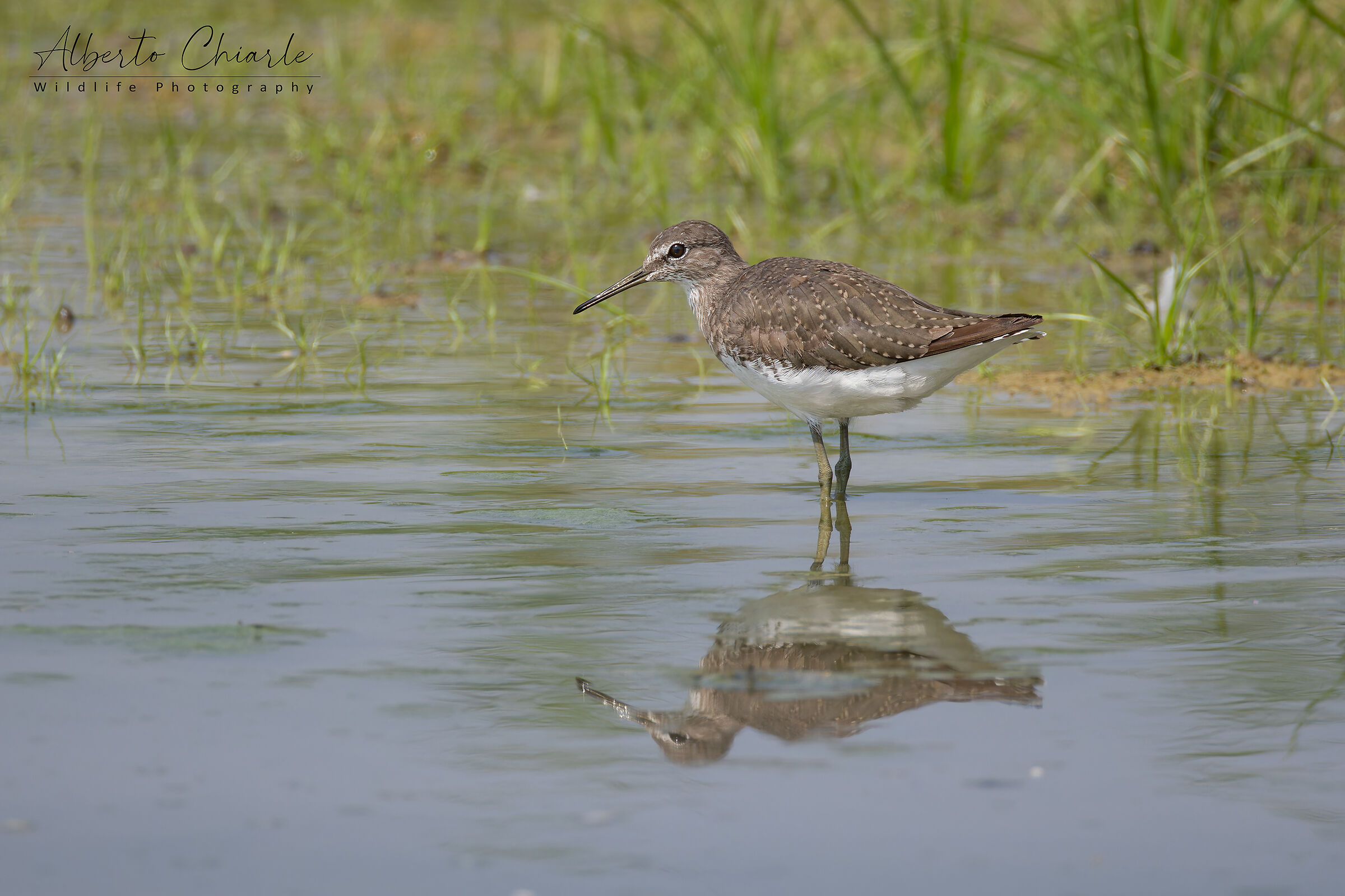 Wheatear Pyro - First tests RF 200-800
