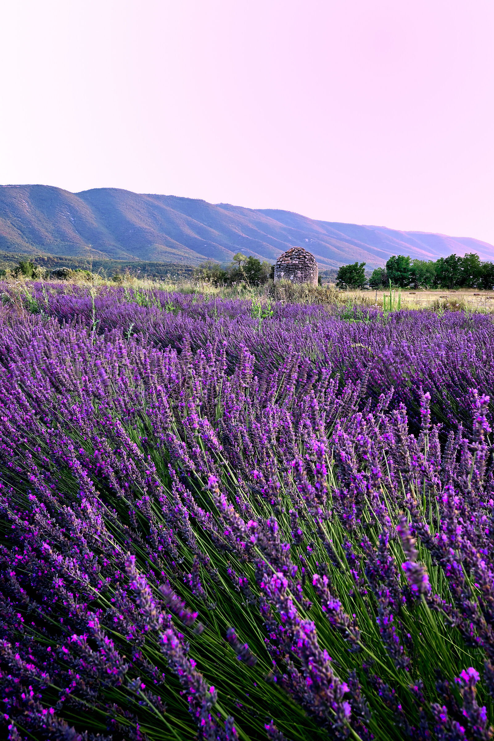 stone field pantries and lavender Provence
