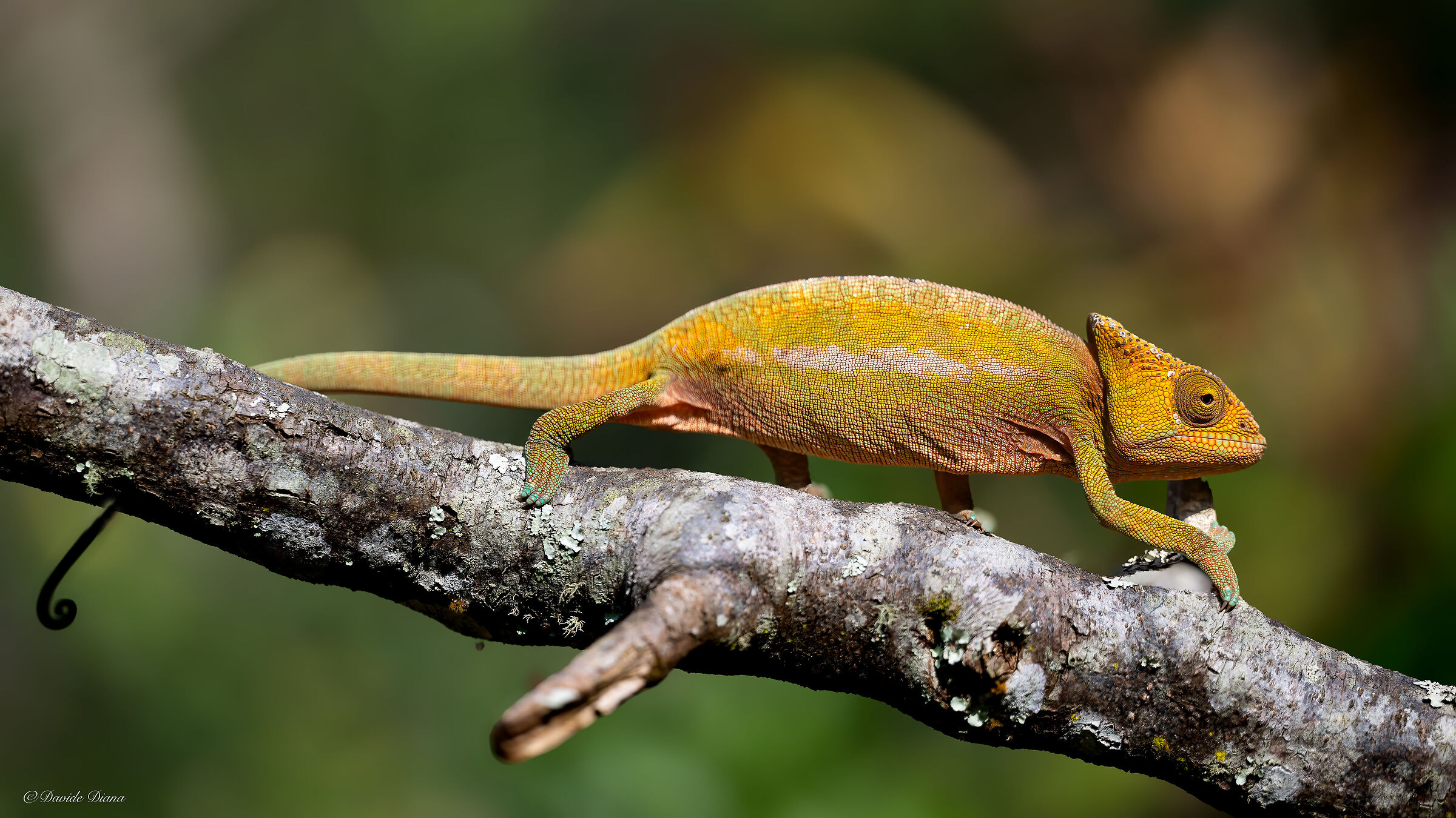 Madagascar