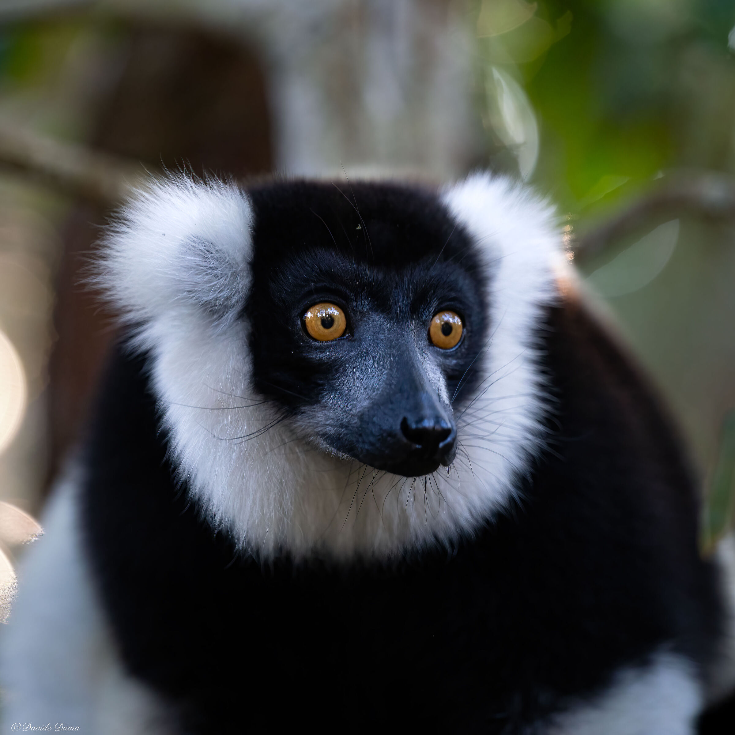 Madagascar