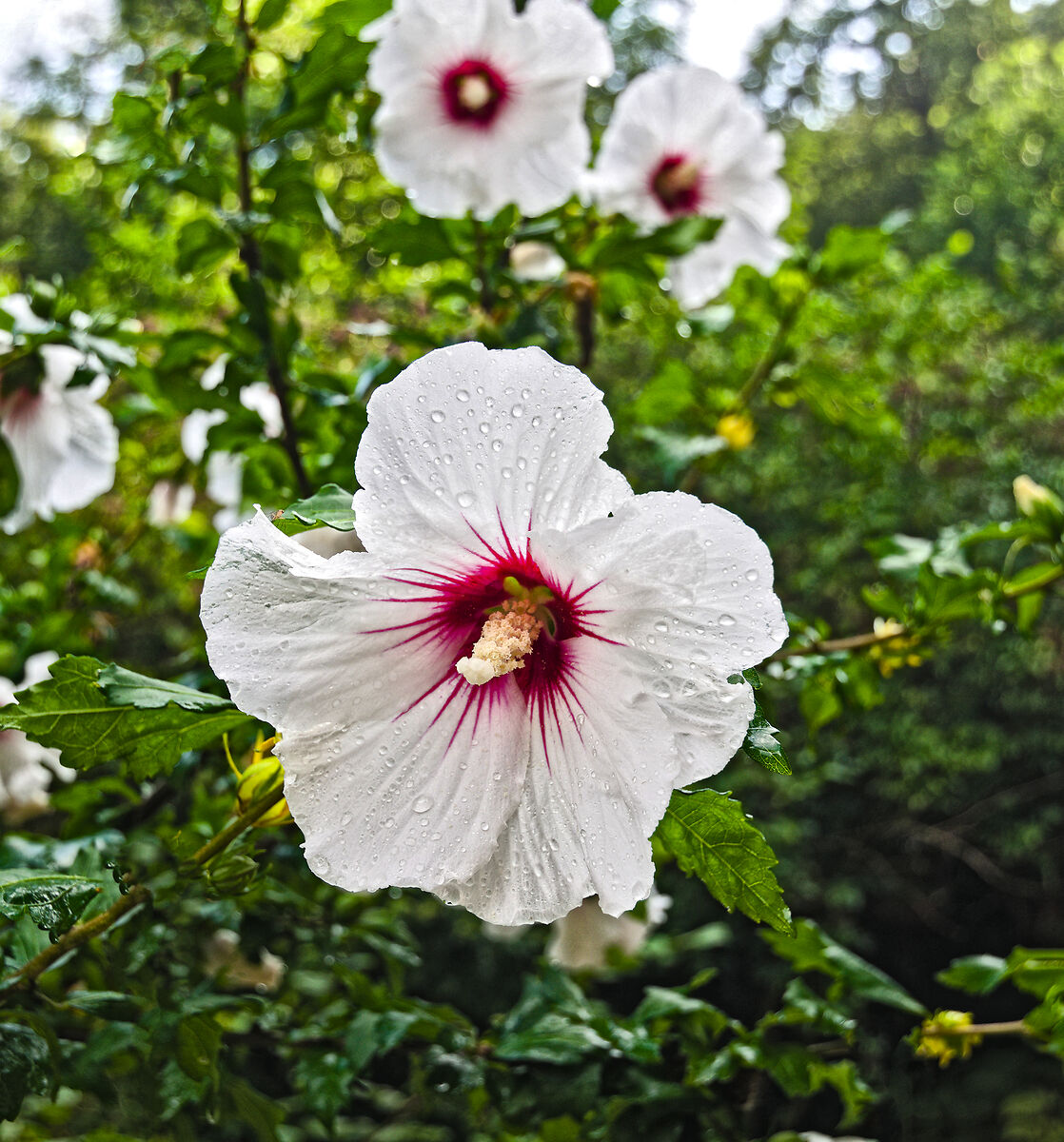 after a rain... Revitalizing