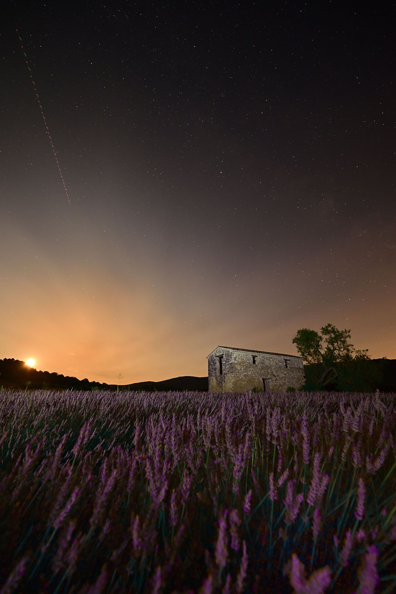 Moonrise and lavender in Provence