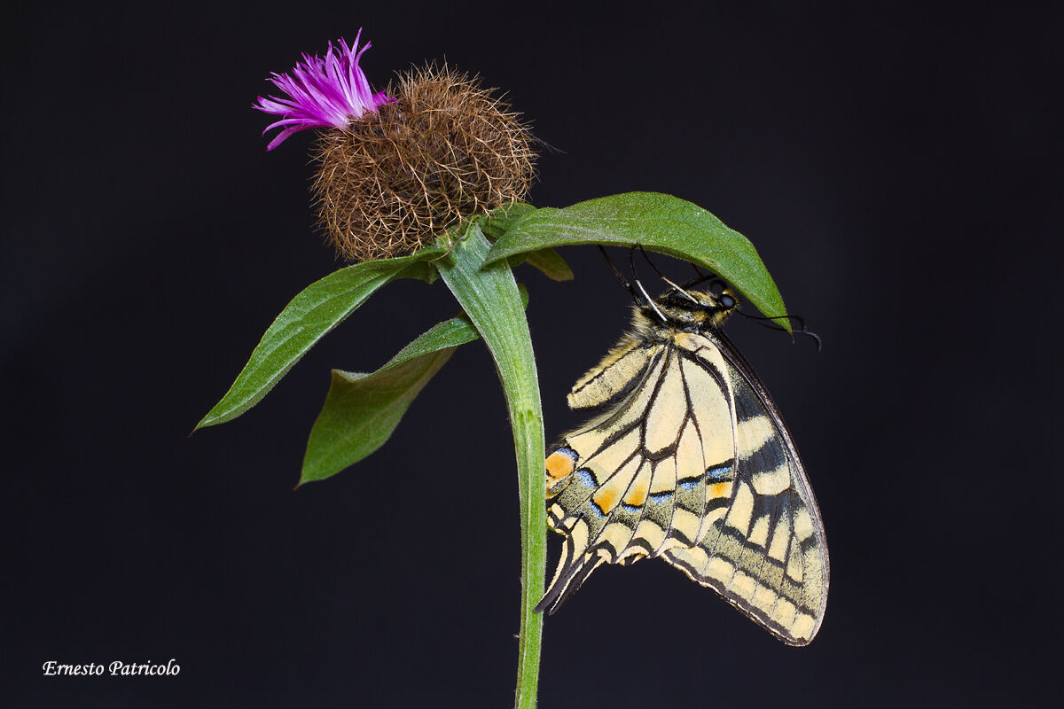 macaone-Schwalbenschwanz