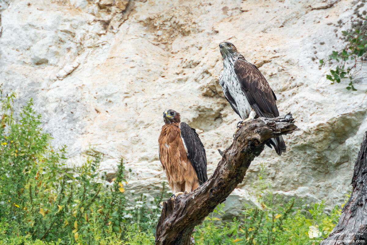 Il giorno dell'involo...aquila di Bonelli