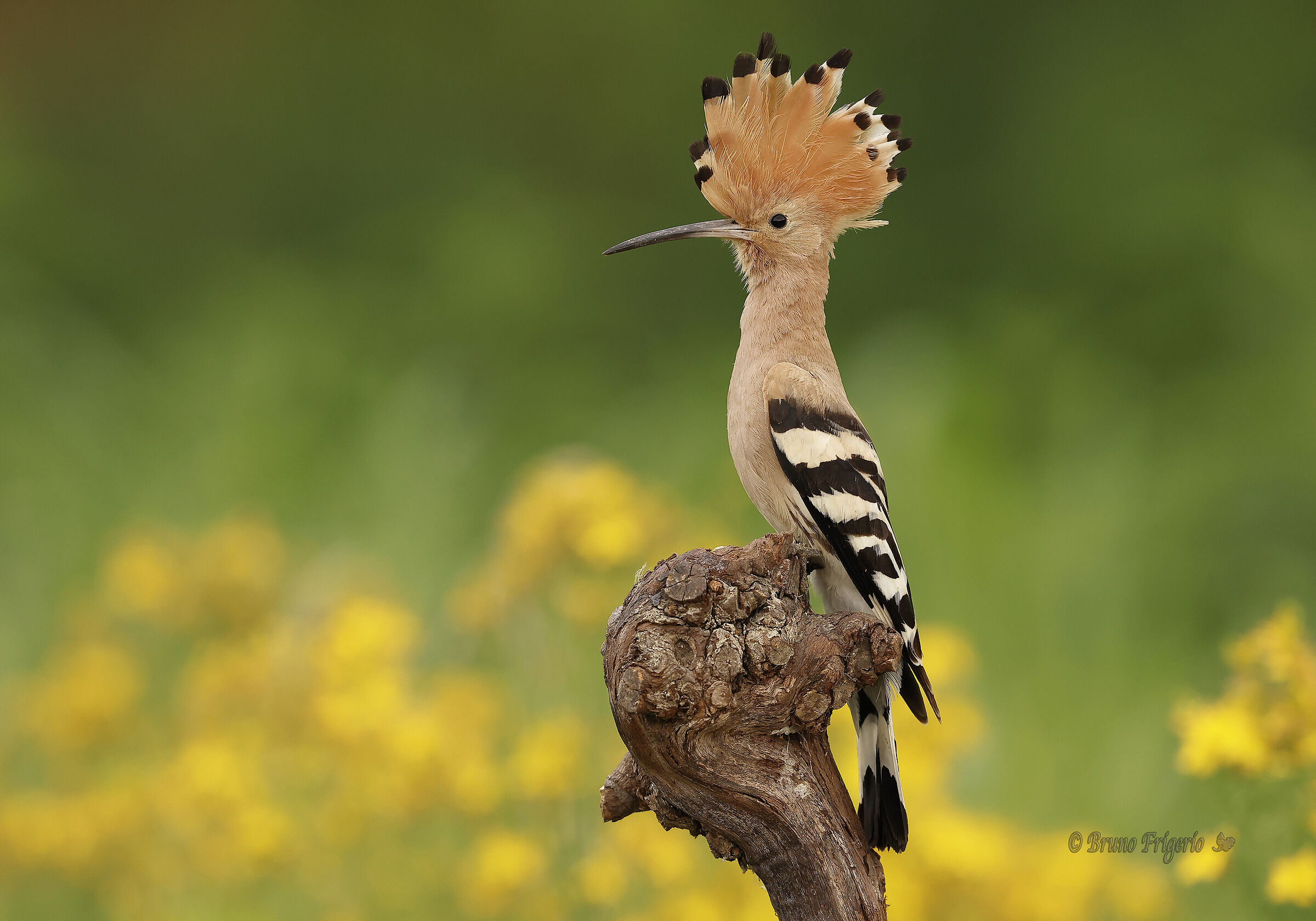 HOOPOE