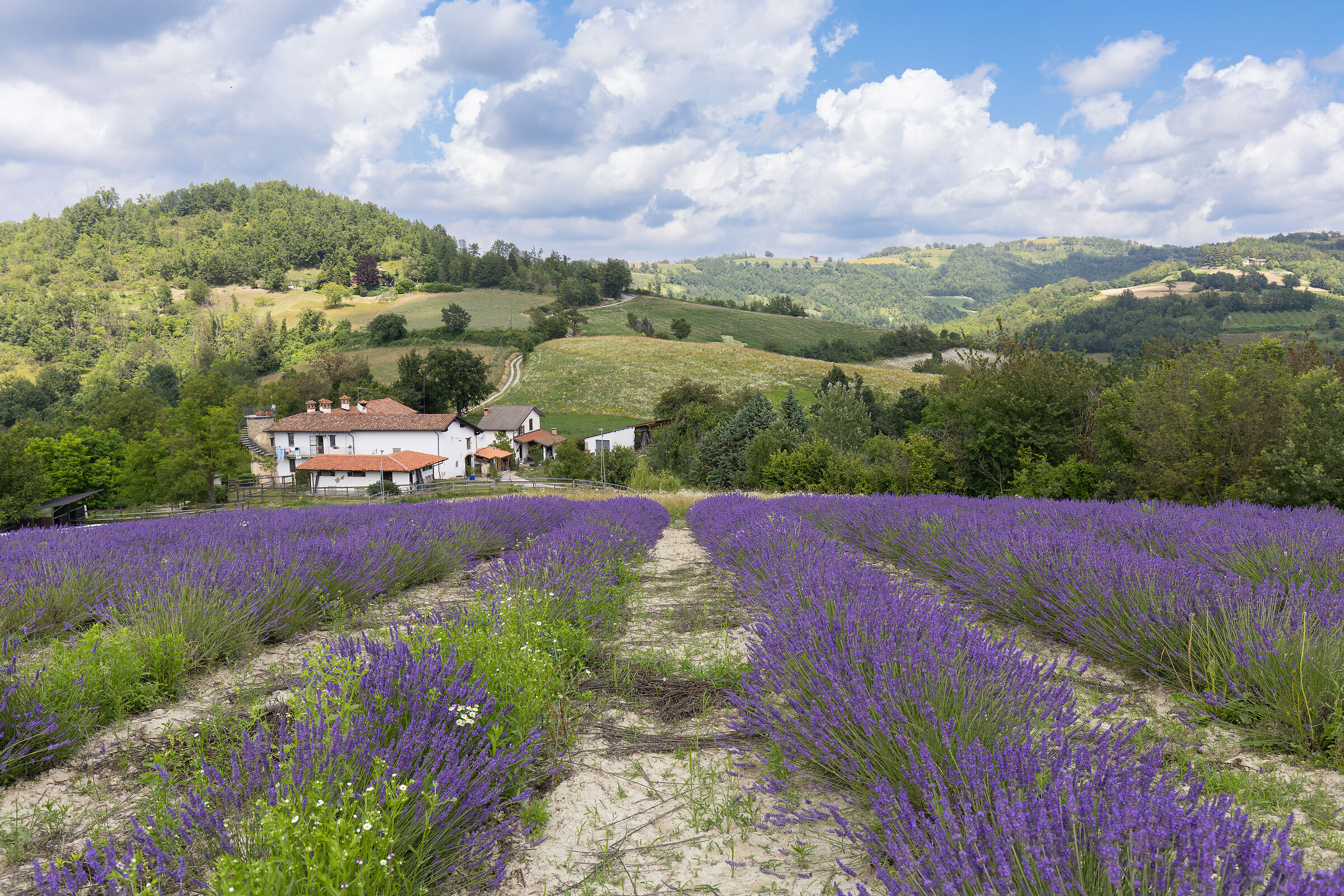 The fields of Sale San Giovanni