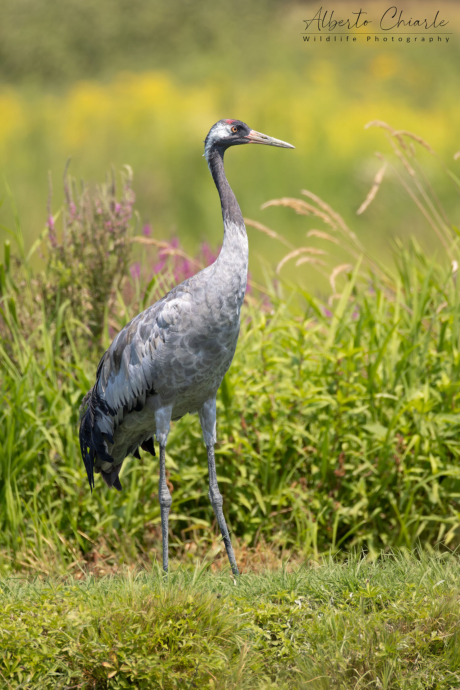 Cranes - First tests RF 200-800