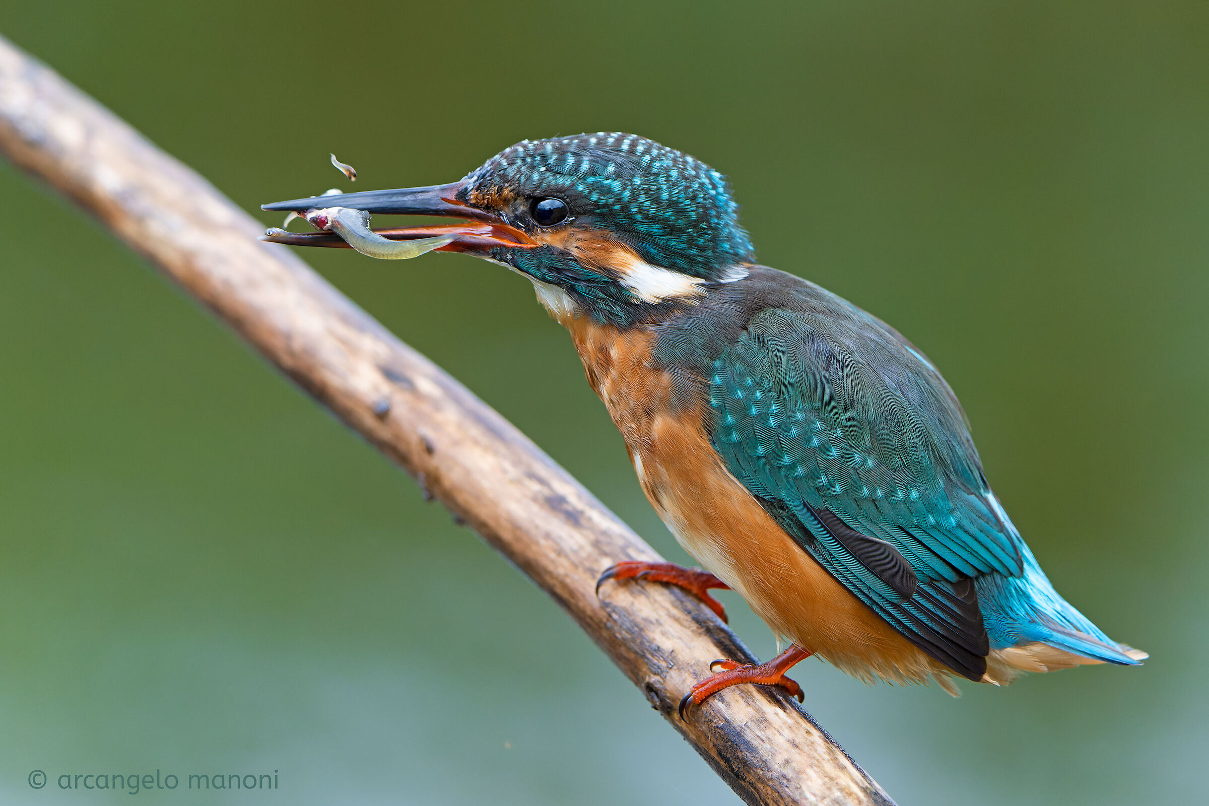 La caccia al buzzone