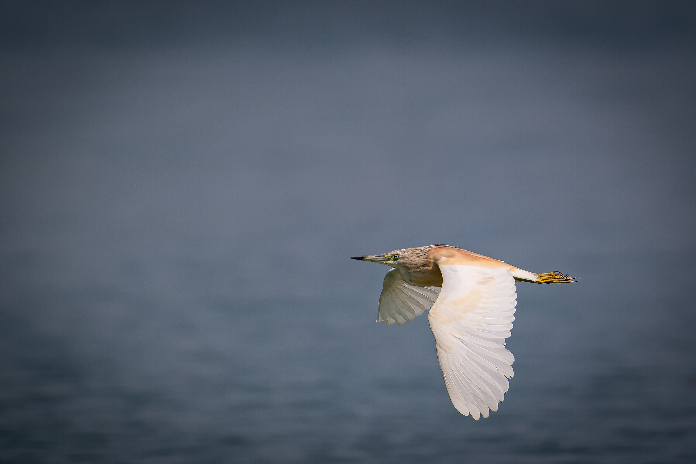 Squacco heron