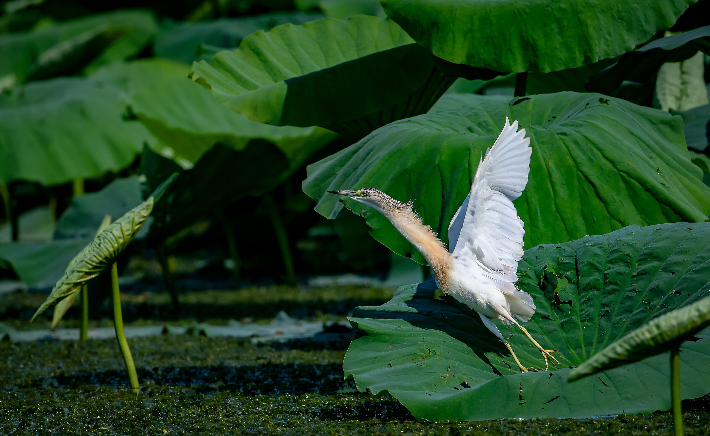 Squacco heron