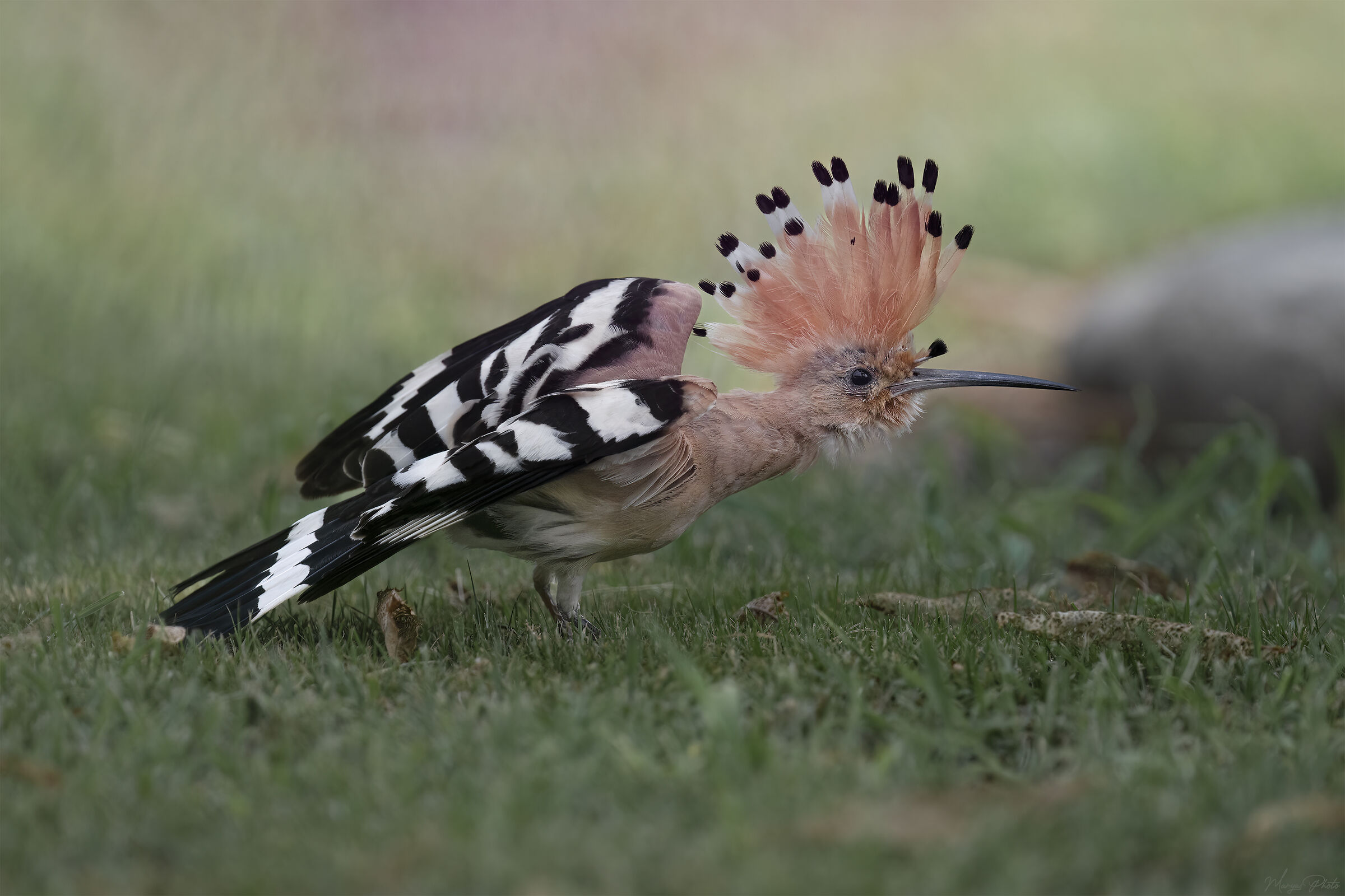 Hoopoe stretching
