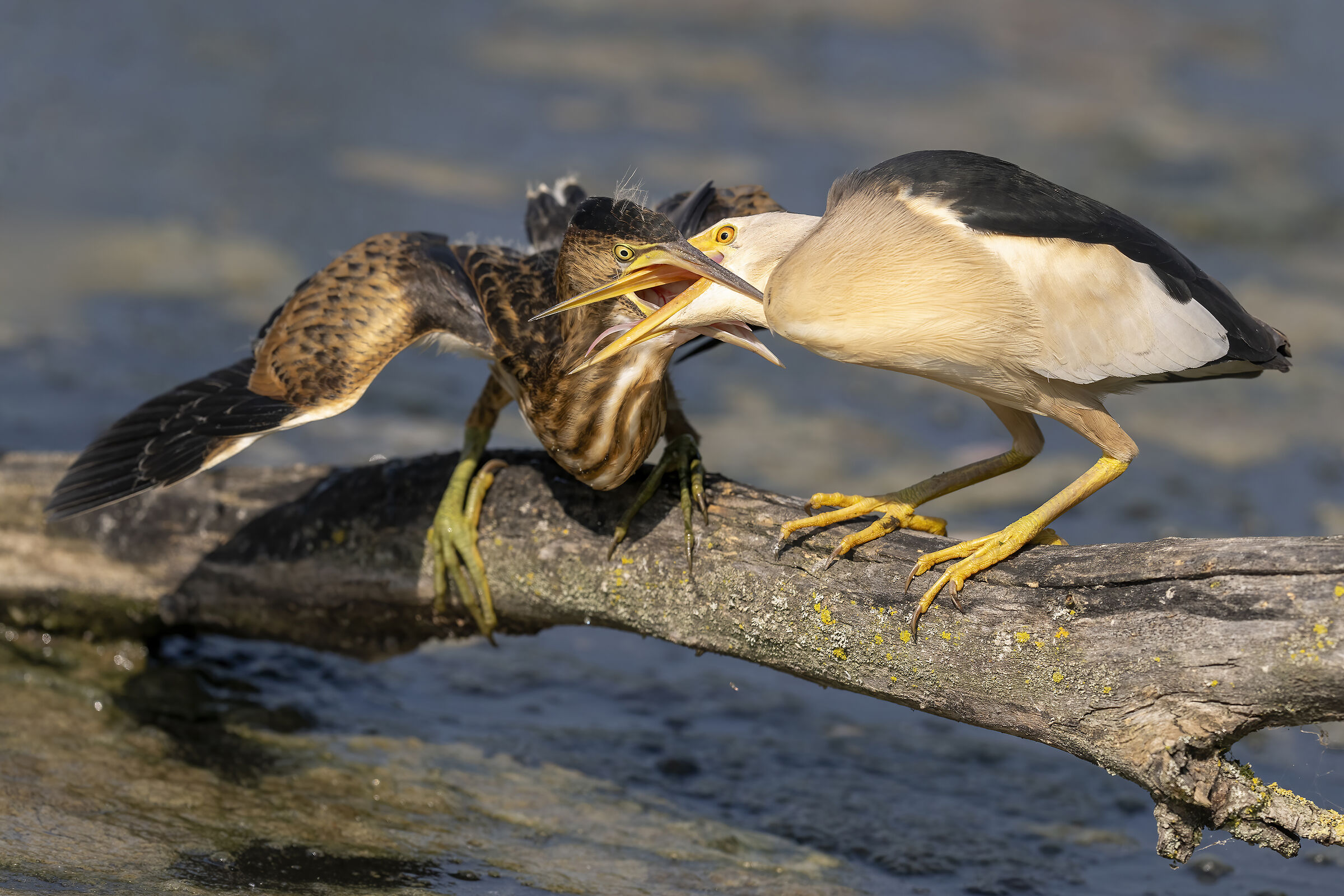 Tarabusini, l'imbeccata