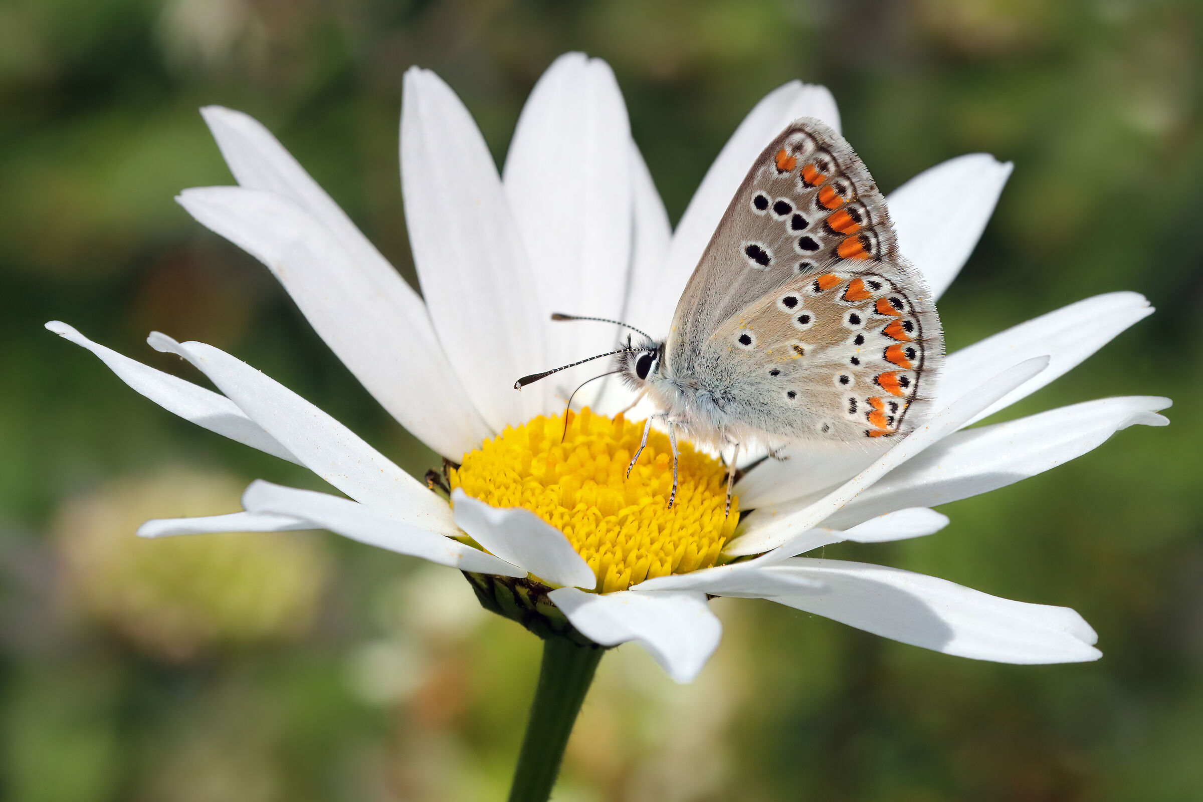 Aricia agestis (maschio)