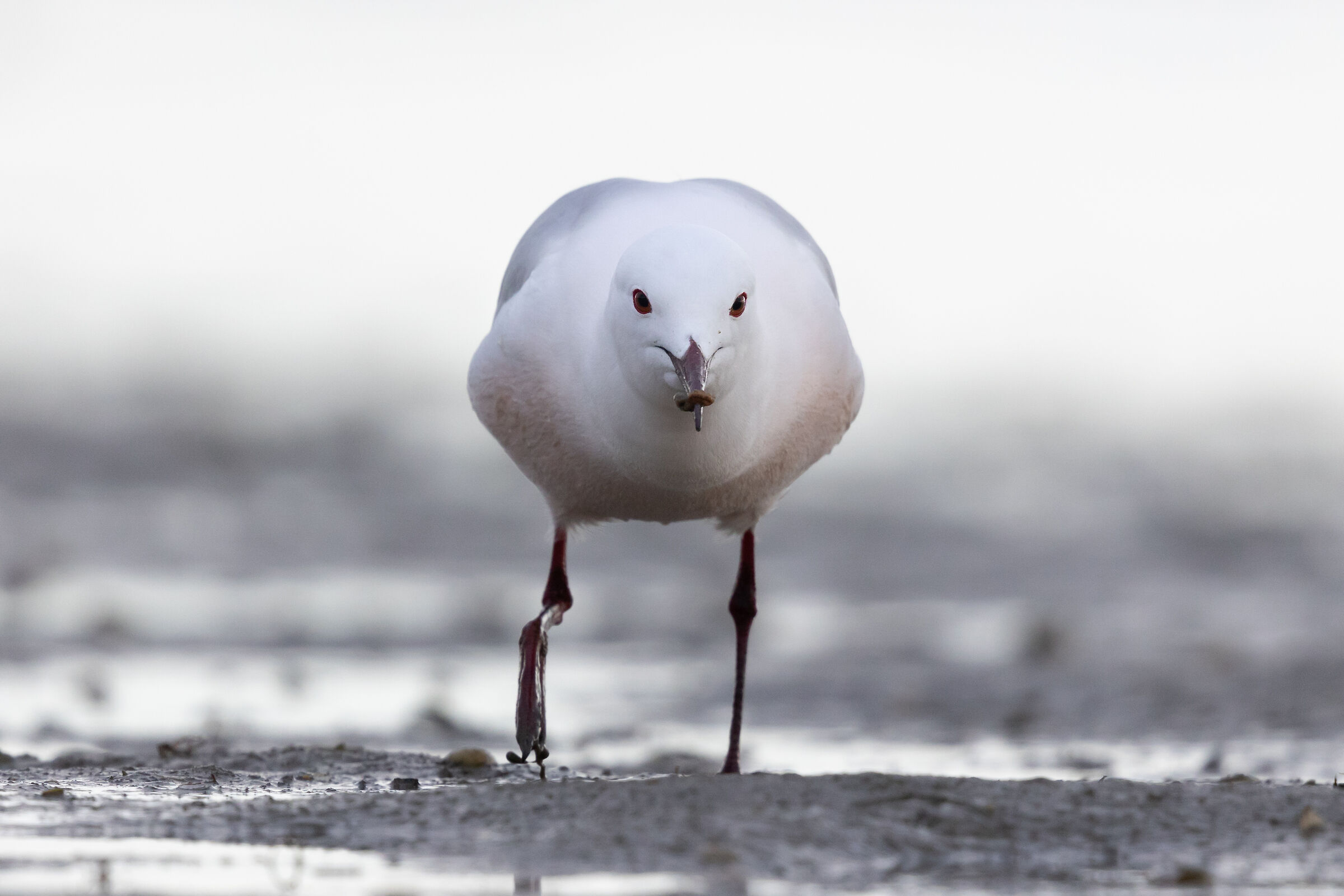 Gabbiano roseo con arenicola