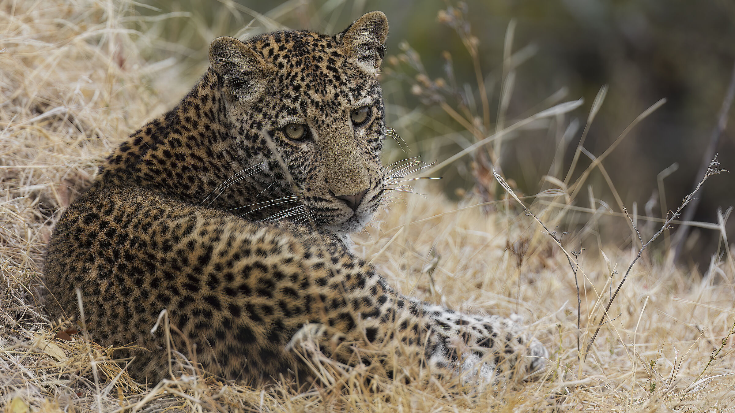 Leopardo - South Luangwa National Park