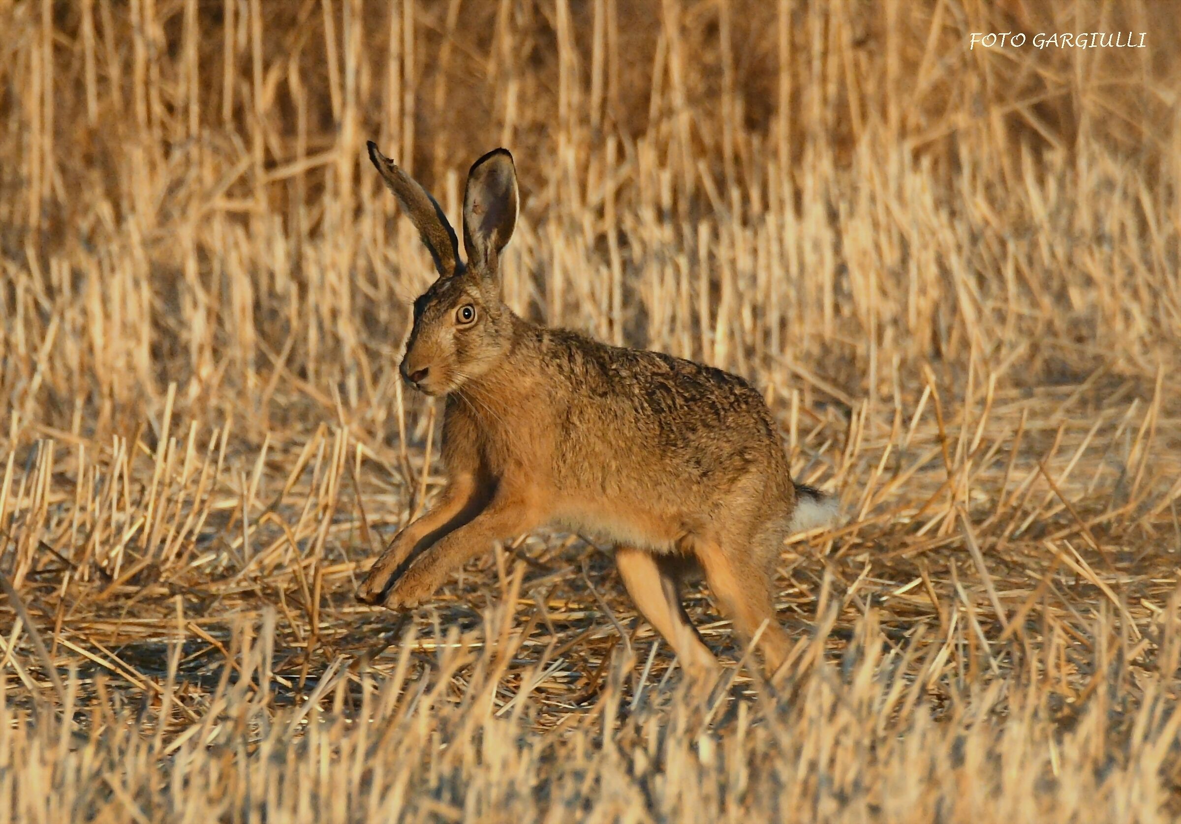 Hare