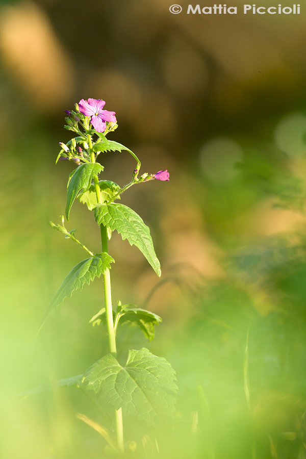 Moneta del papa | Lunaria annua
