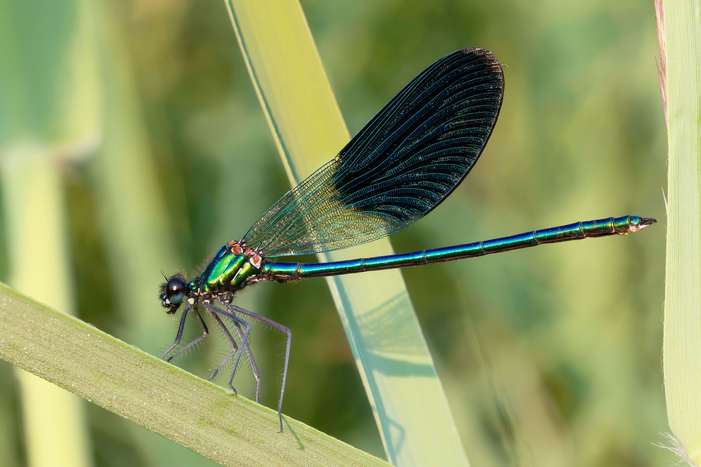 Calopteryx splendens