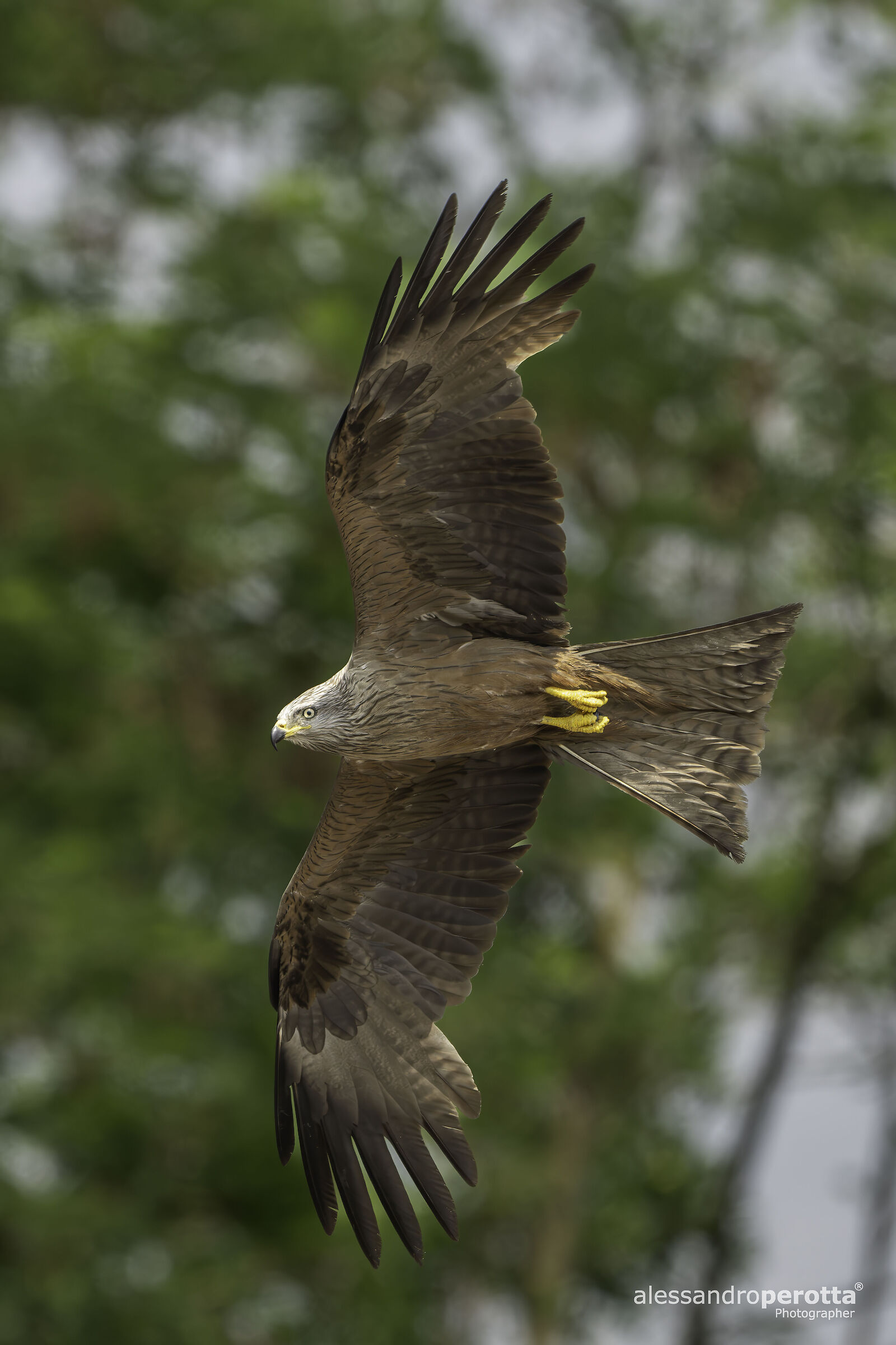 Milvus migrans